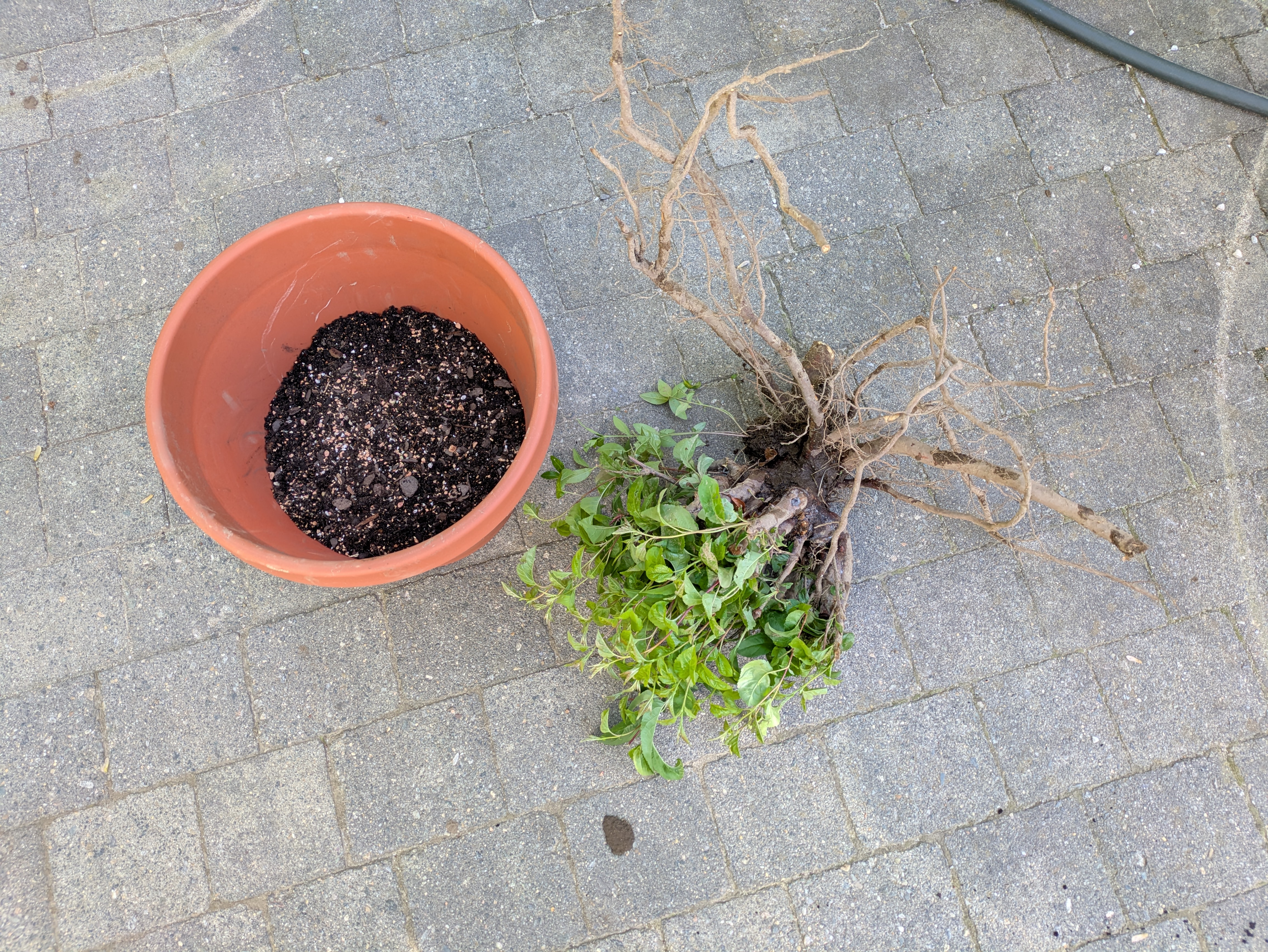 before potting
