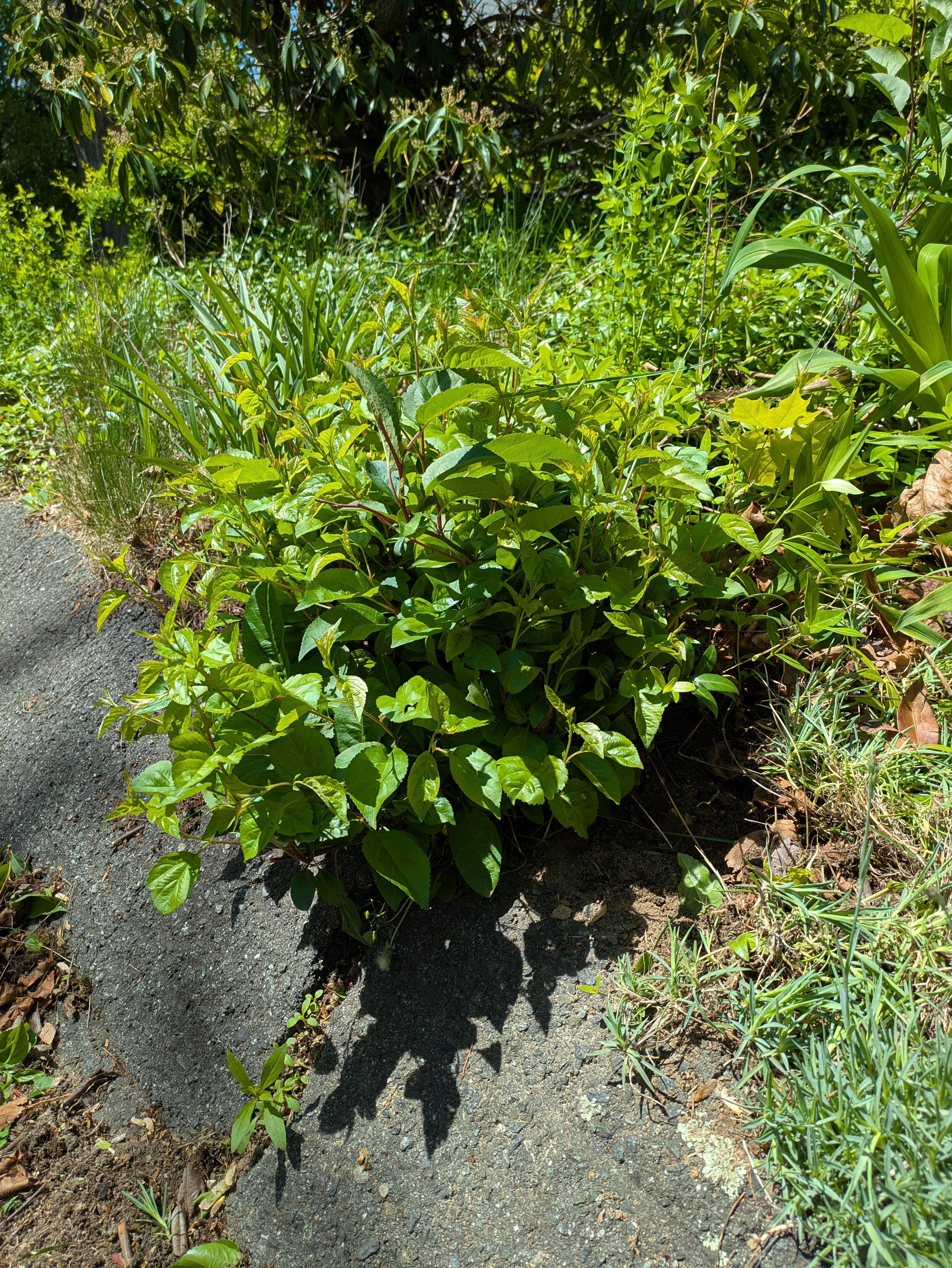 crabapple by the driveway