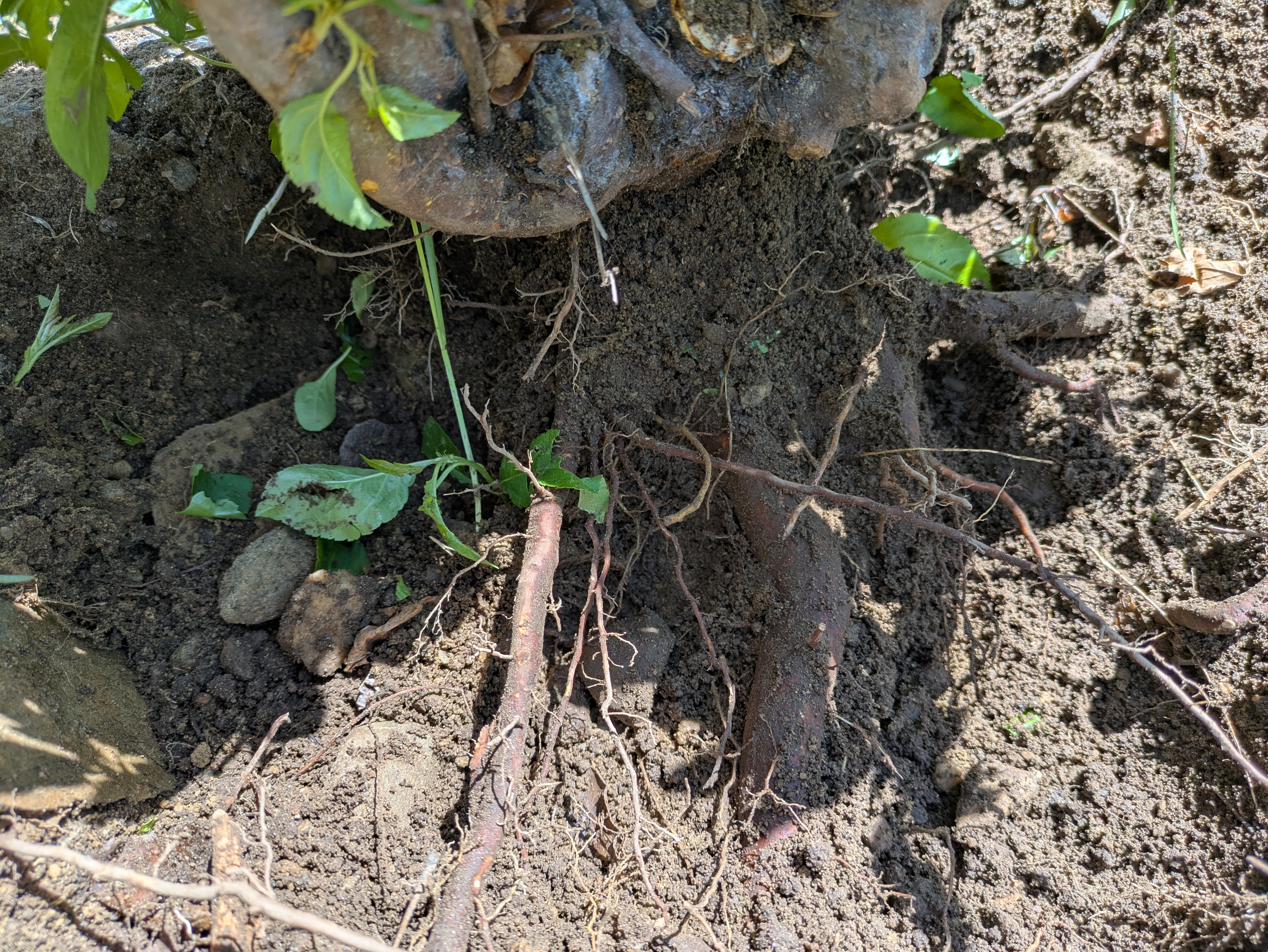 crabapple roots in the hole by the driveway