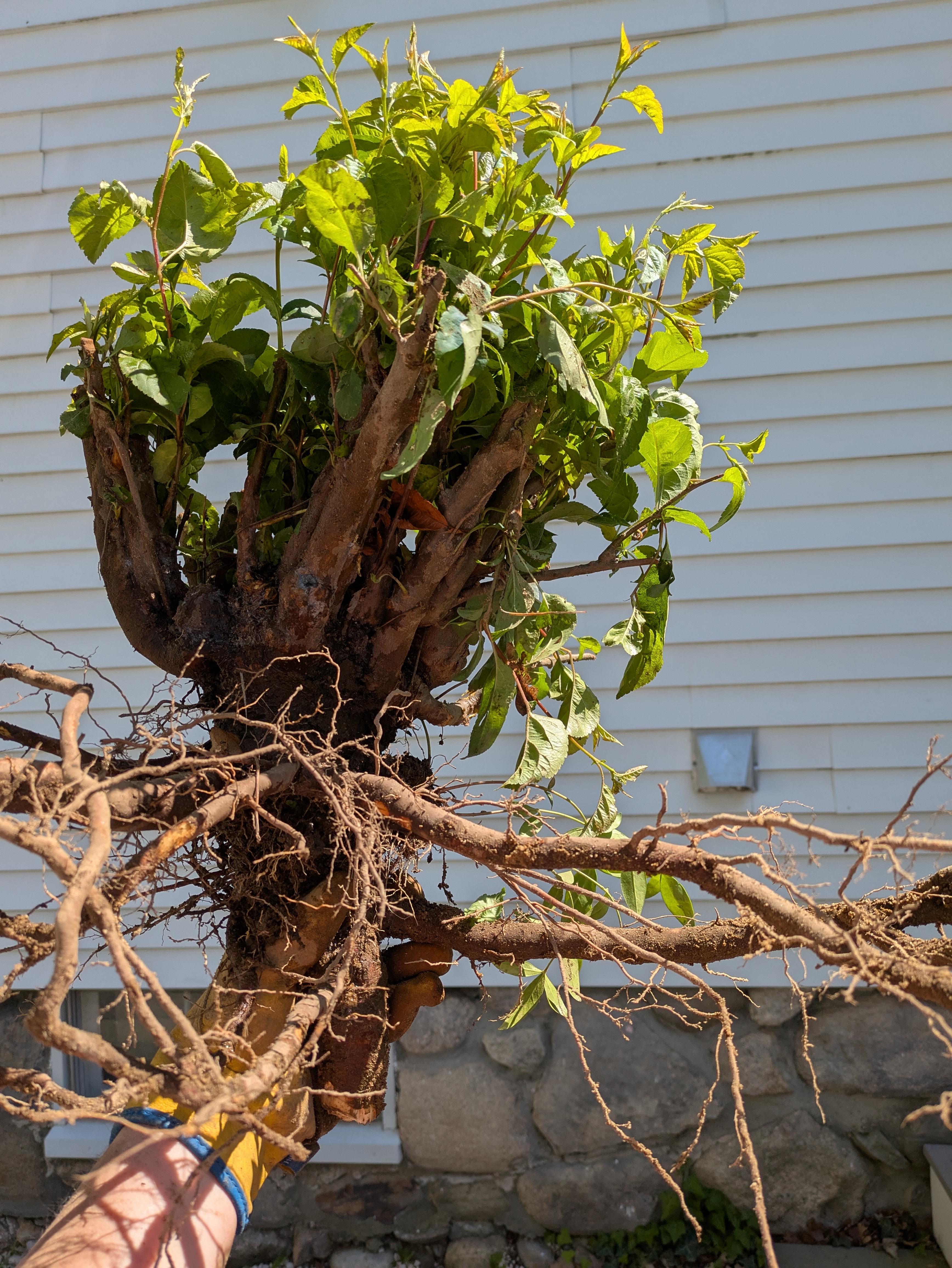 the crabapple with roots