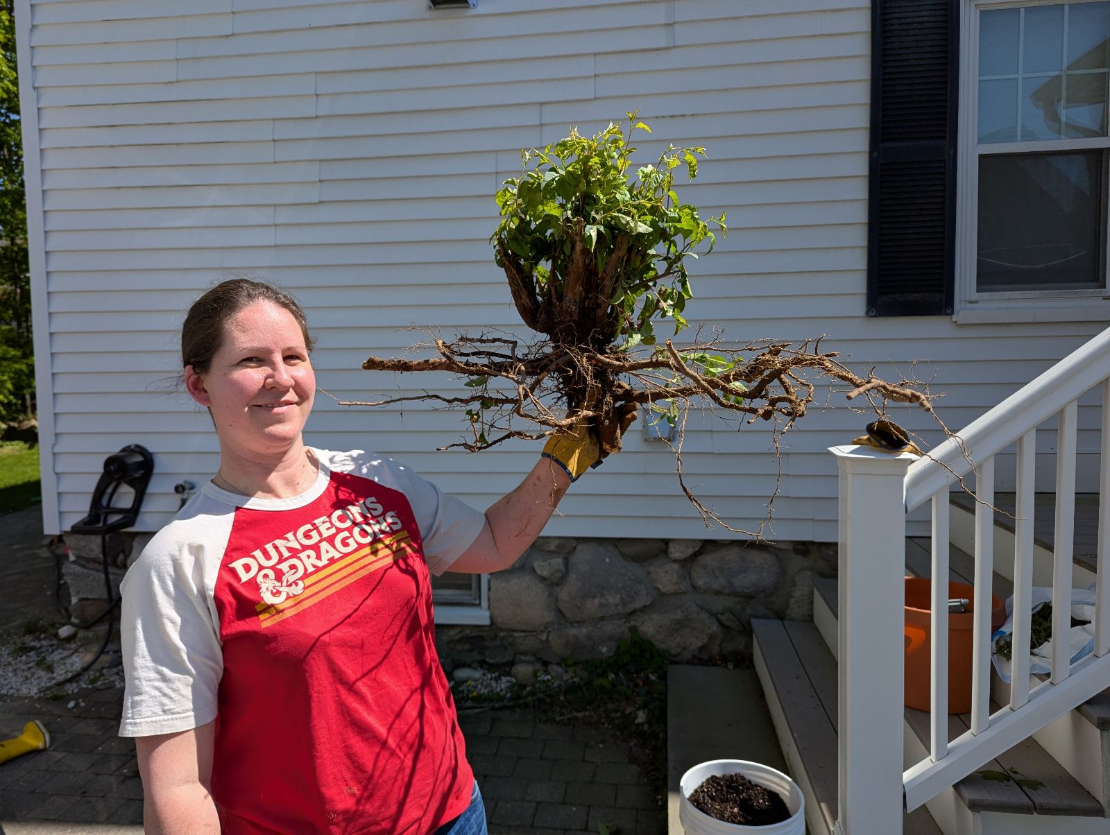 holly with tree