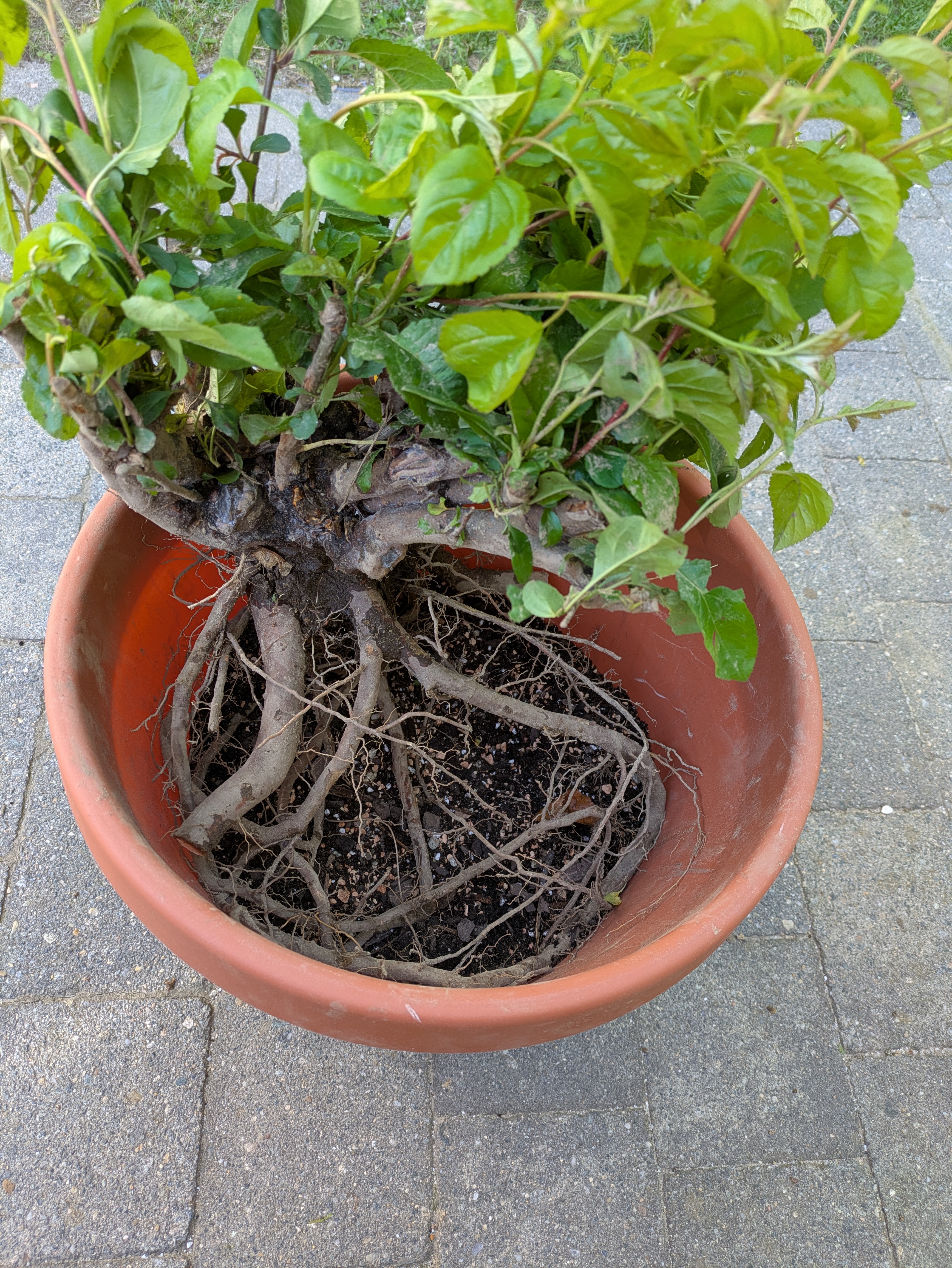 in pot
