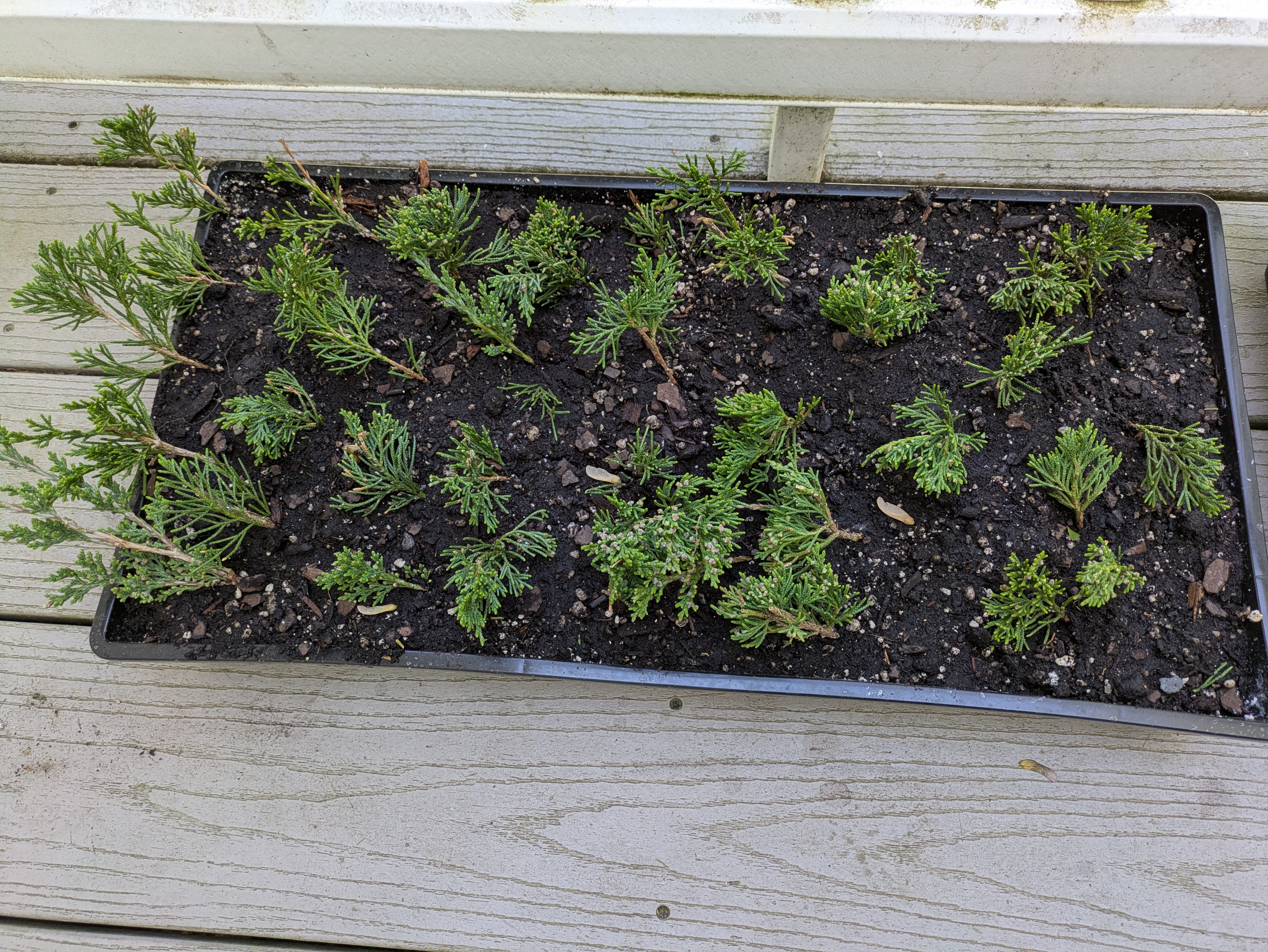 Redcedar cuttings in tray