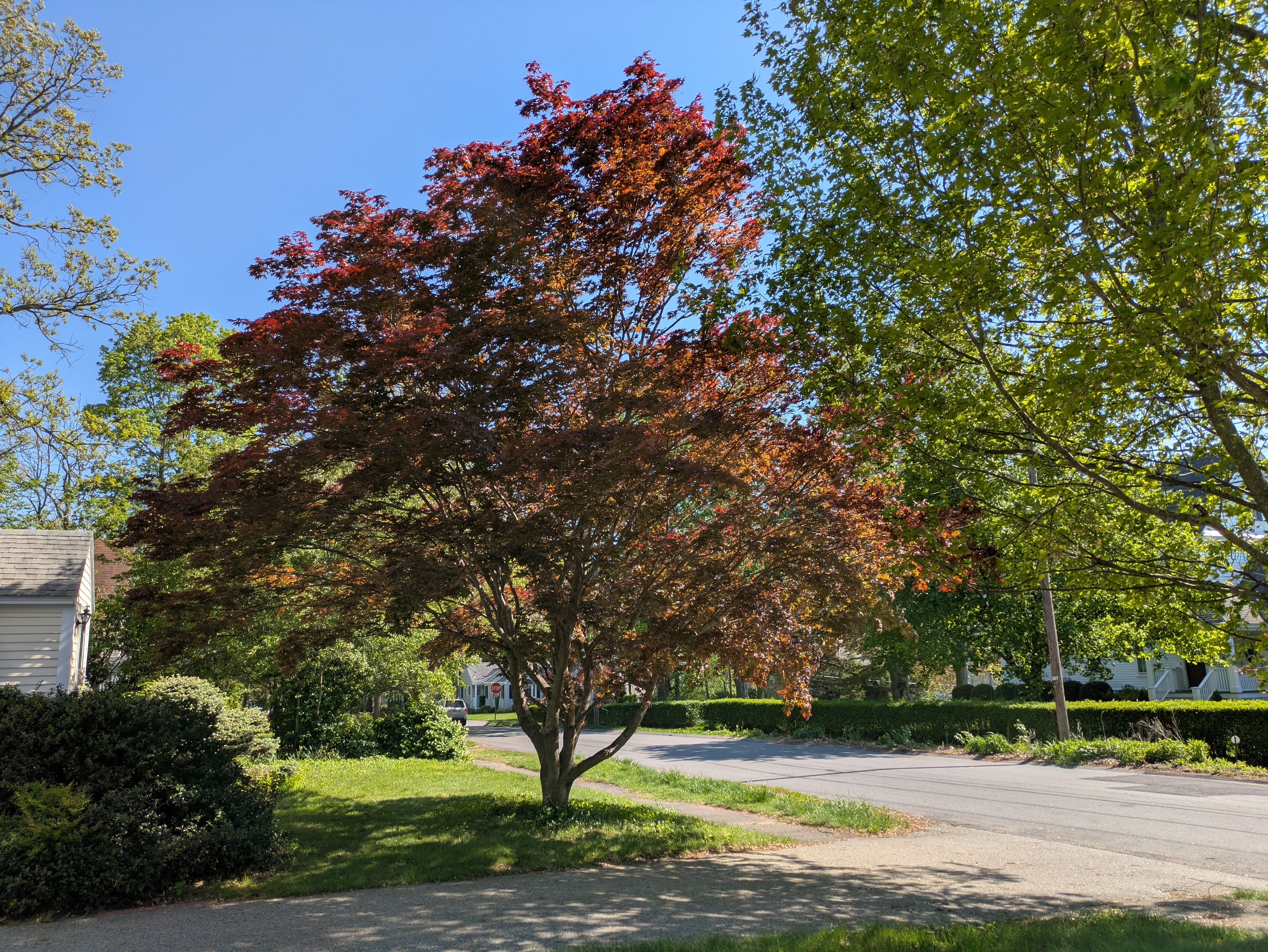 japanese maple tree