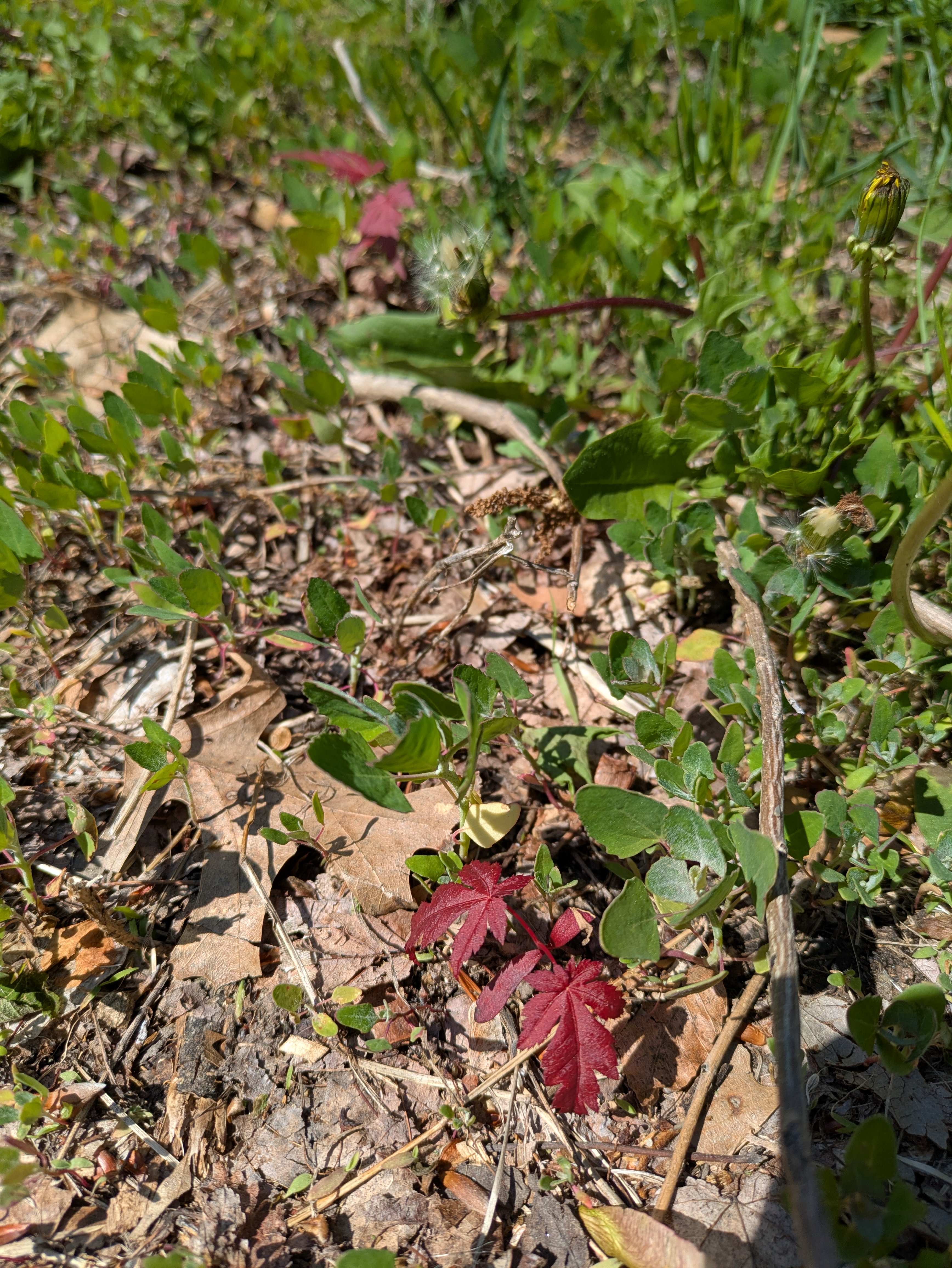 seedlings in ground