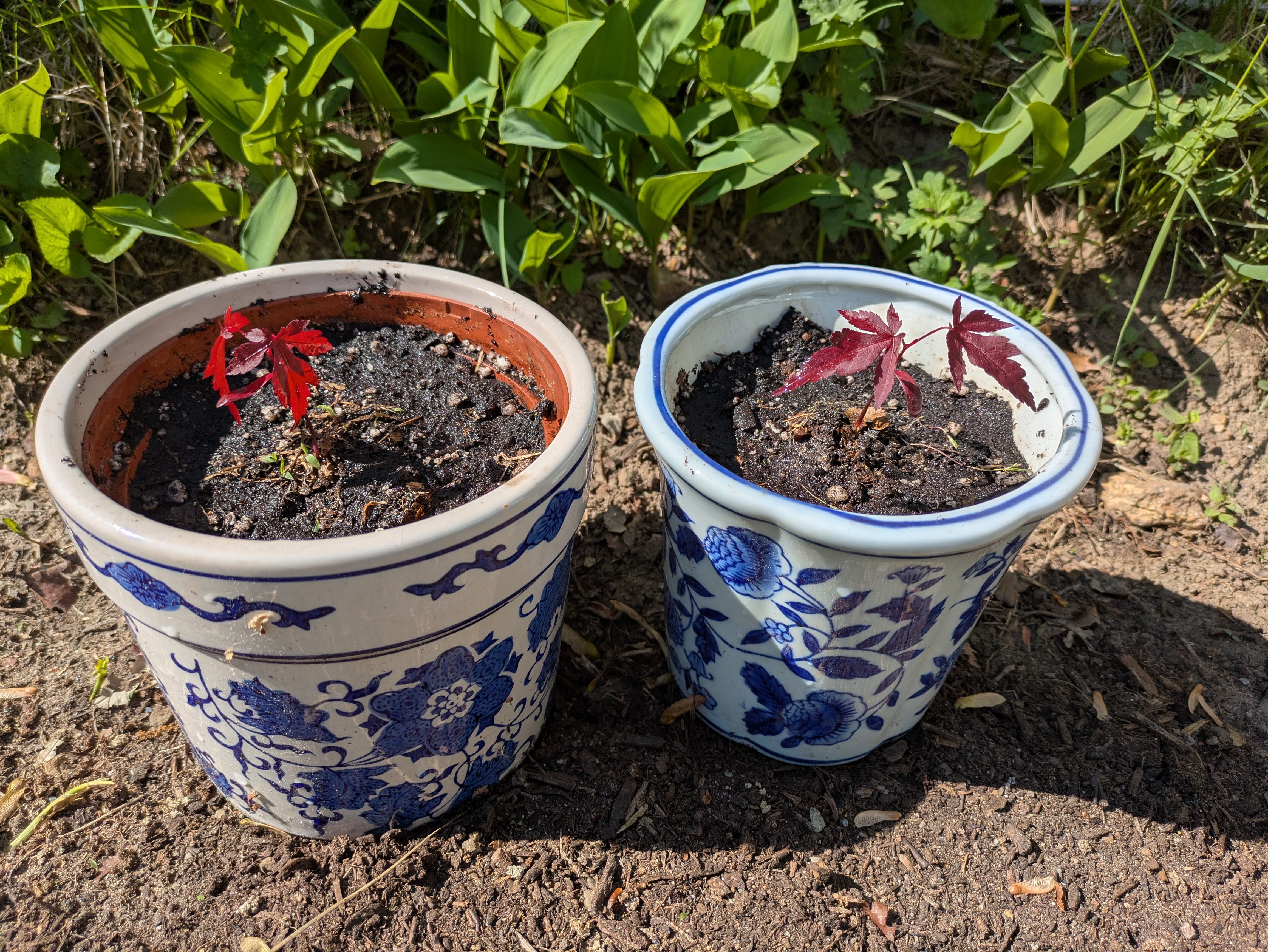 seedlings in pots