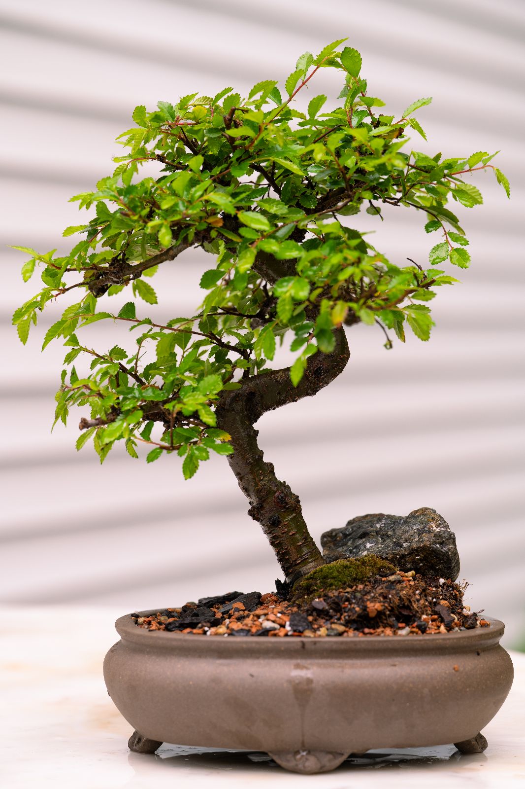 Holly's elm