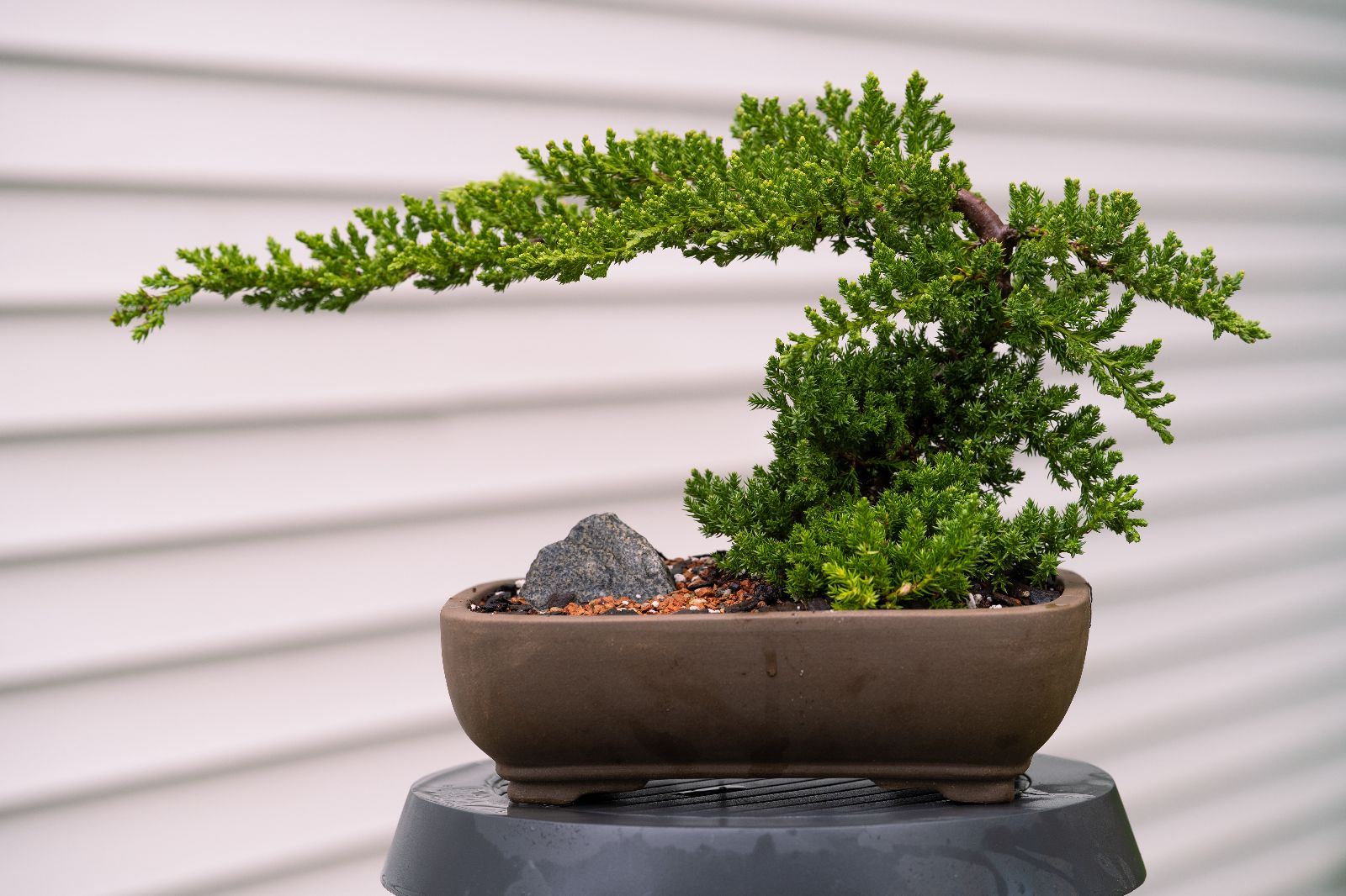 Juniper
