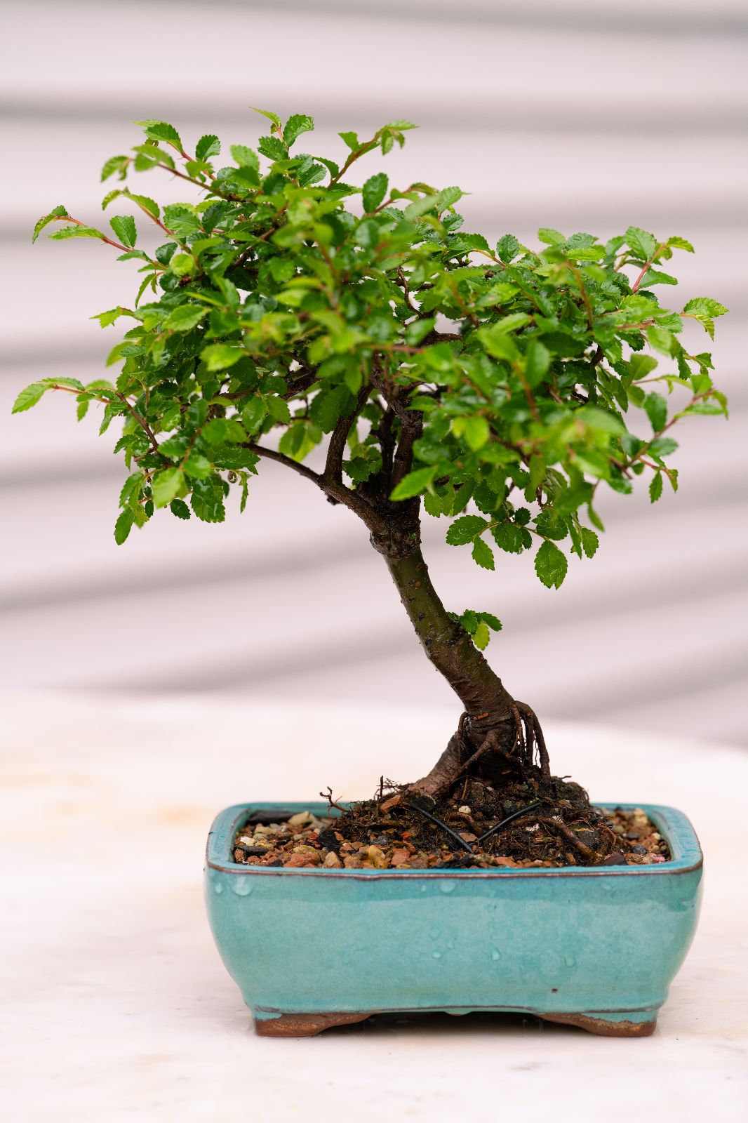 Max's elm