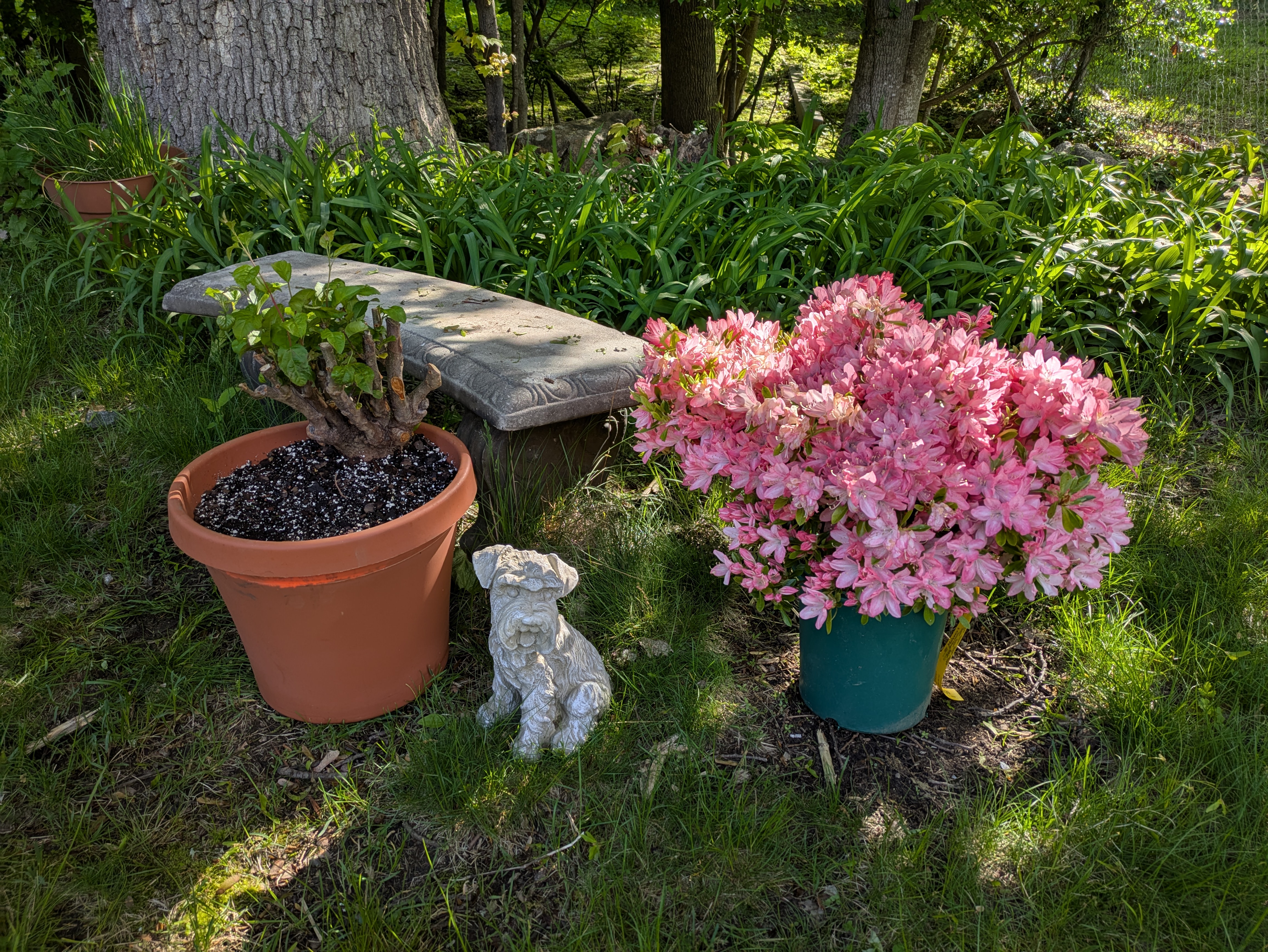 barcus and azalea