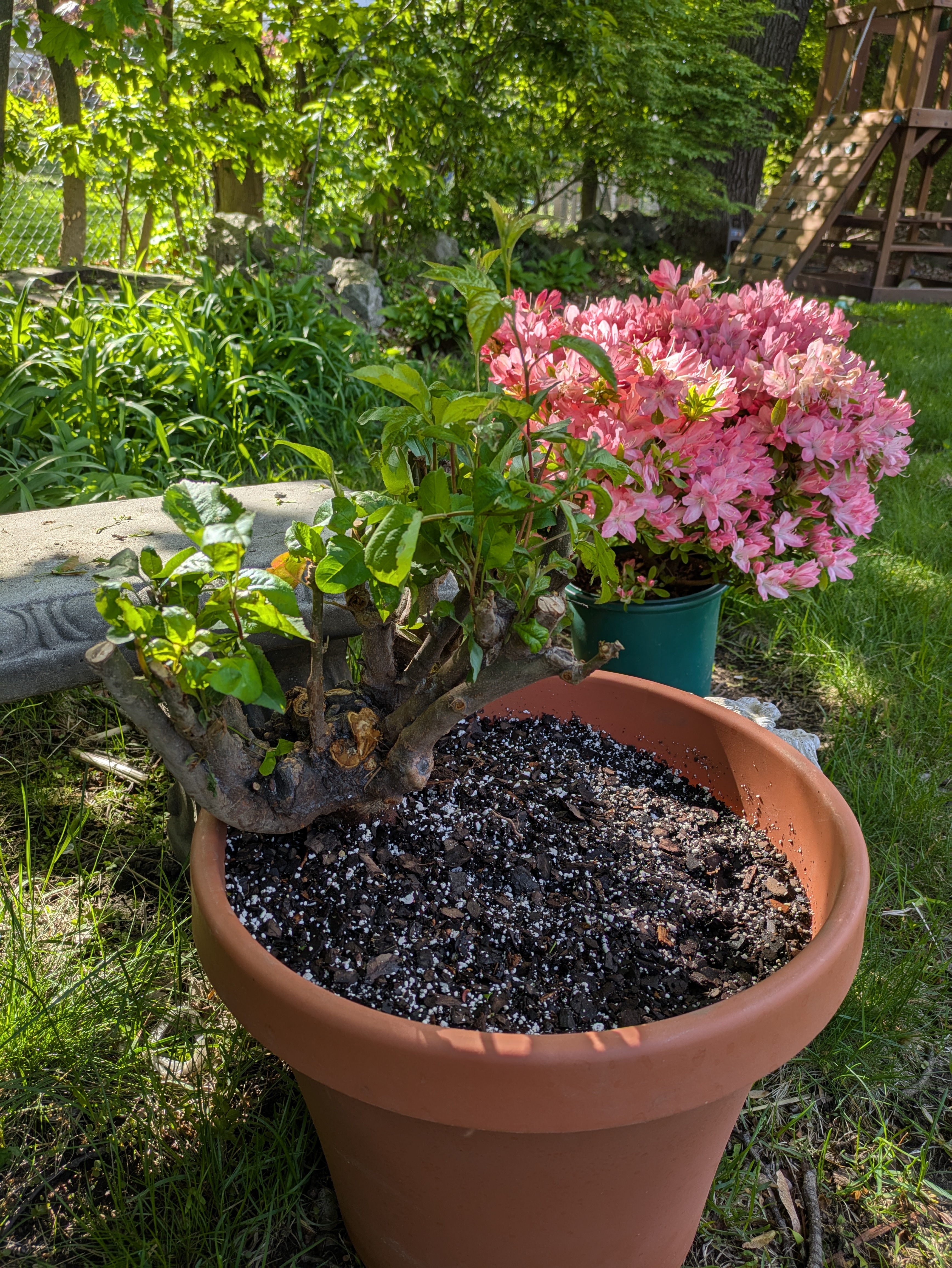 barcus and azalea