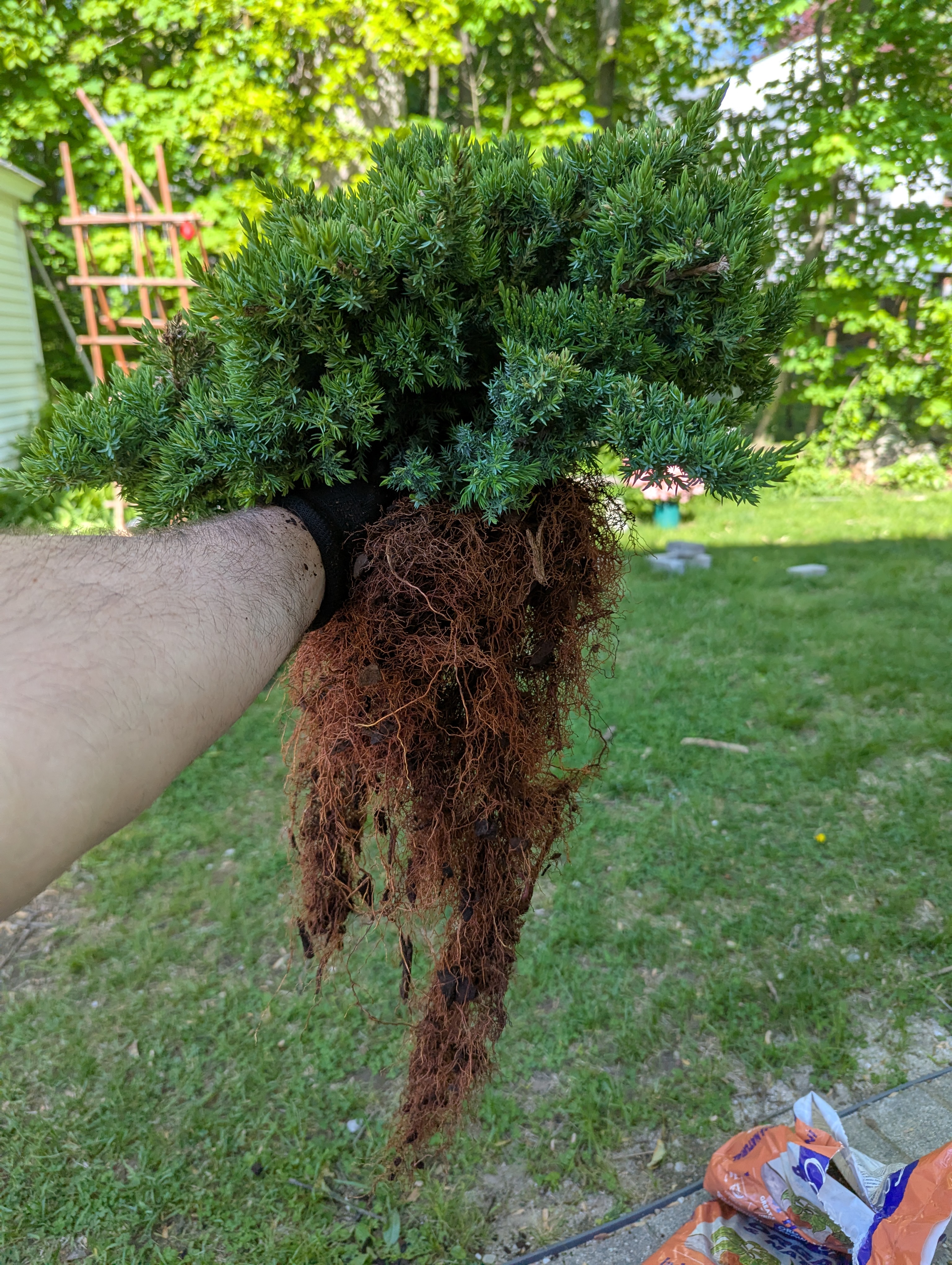 shrubby juniper in a hand