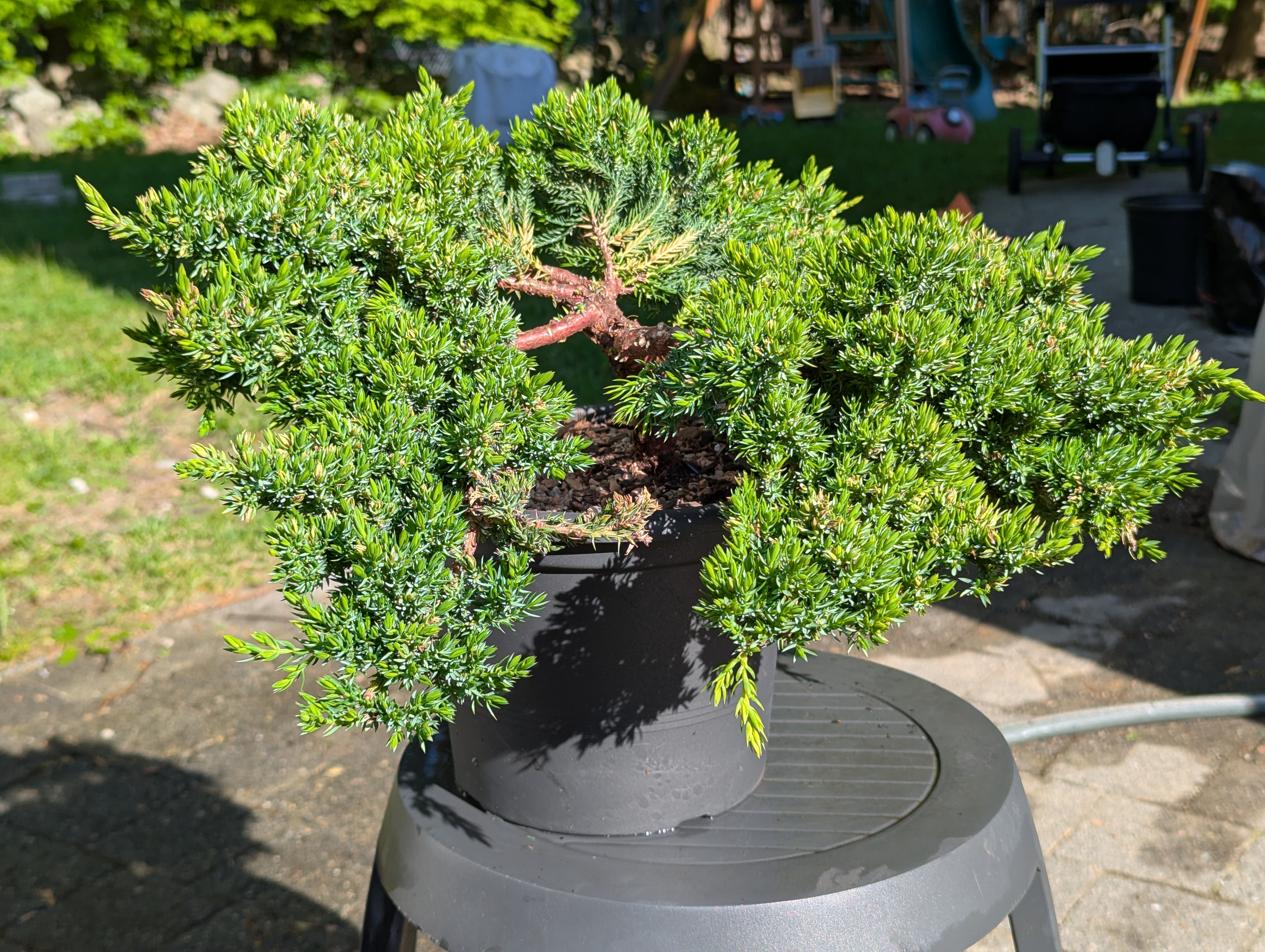 second view of repotted juniper