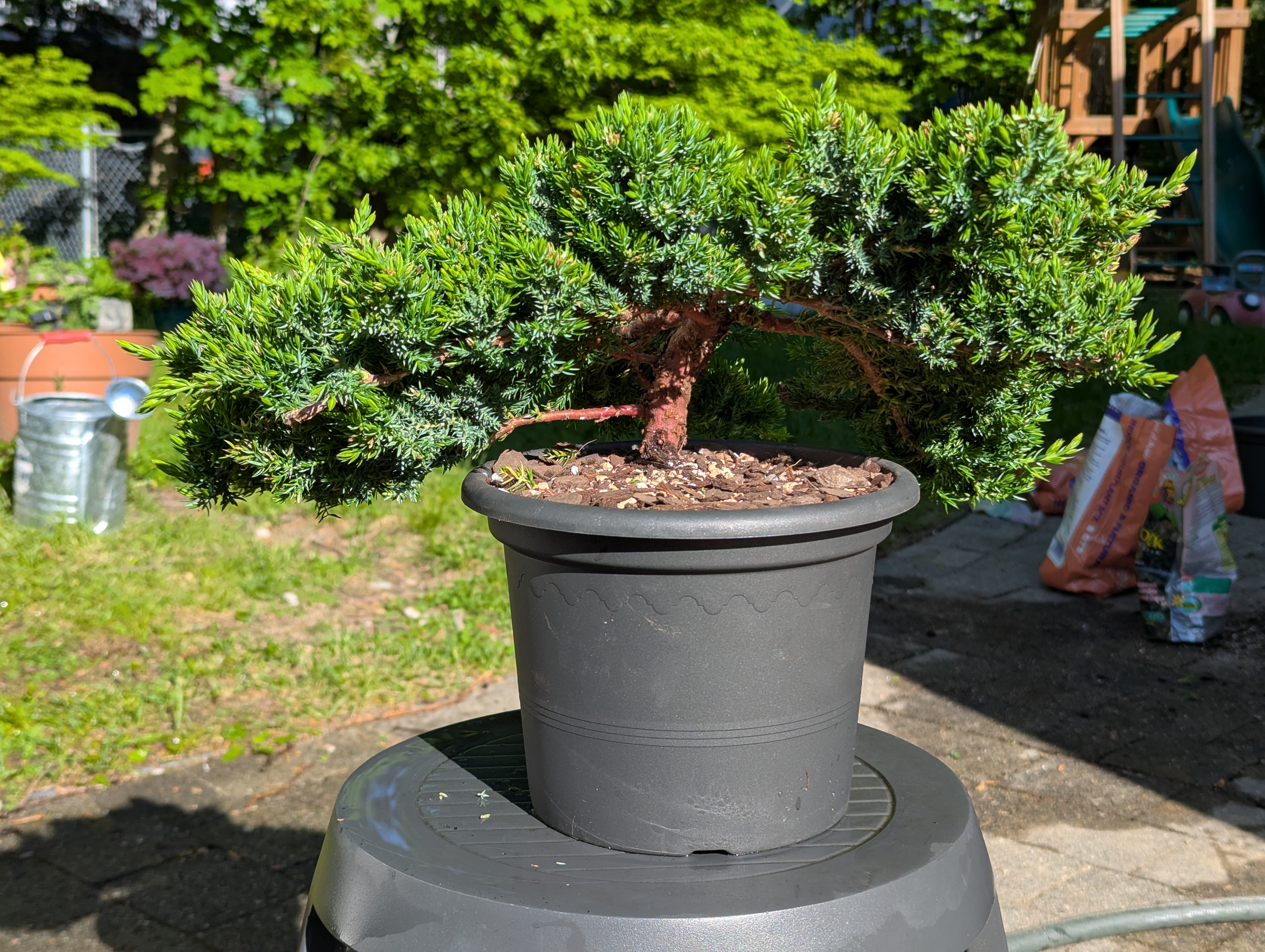 juniper repotted in black pot
