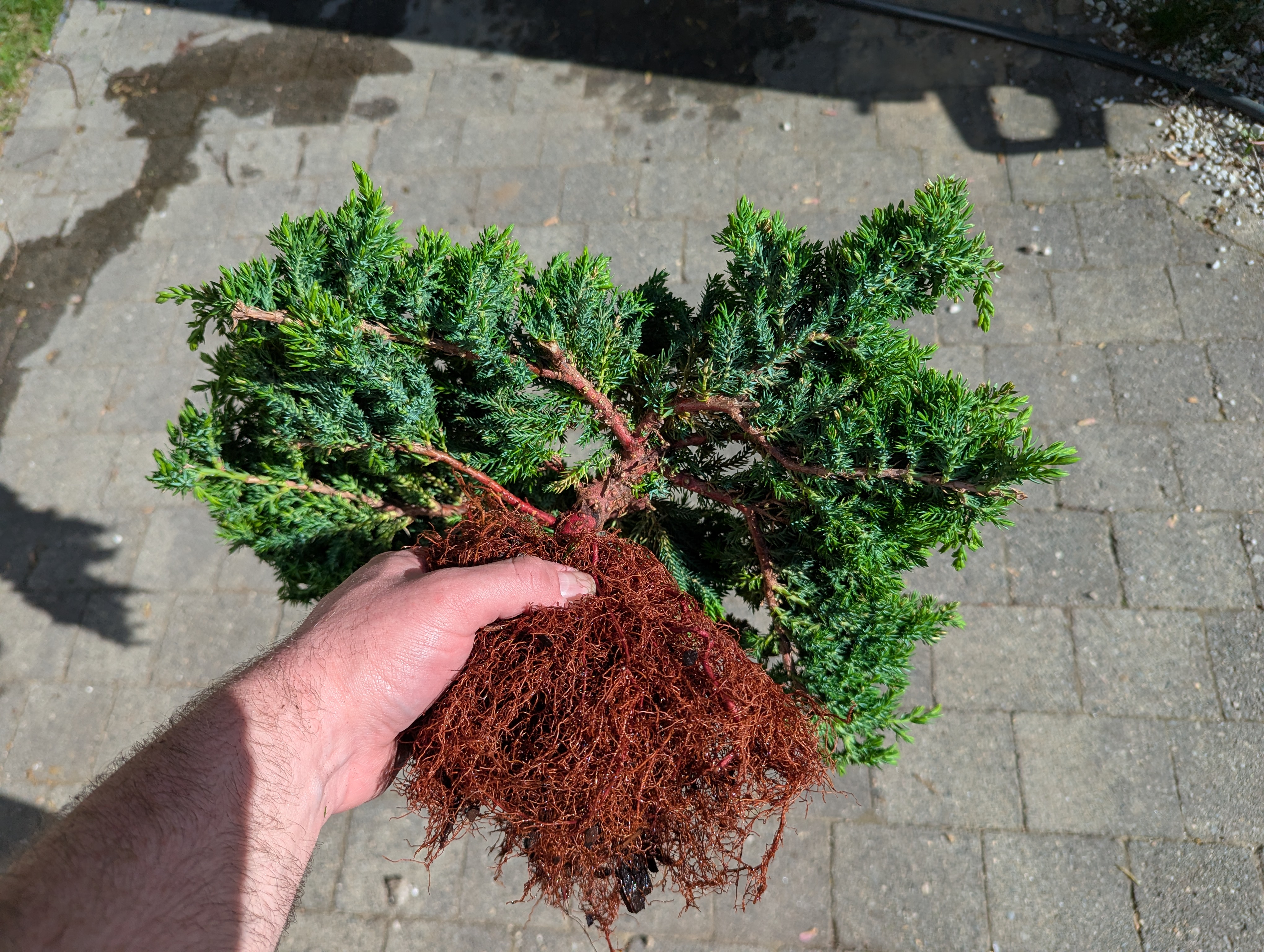 underside of juniper