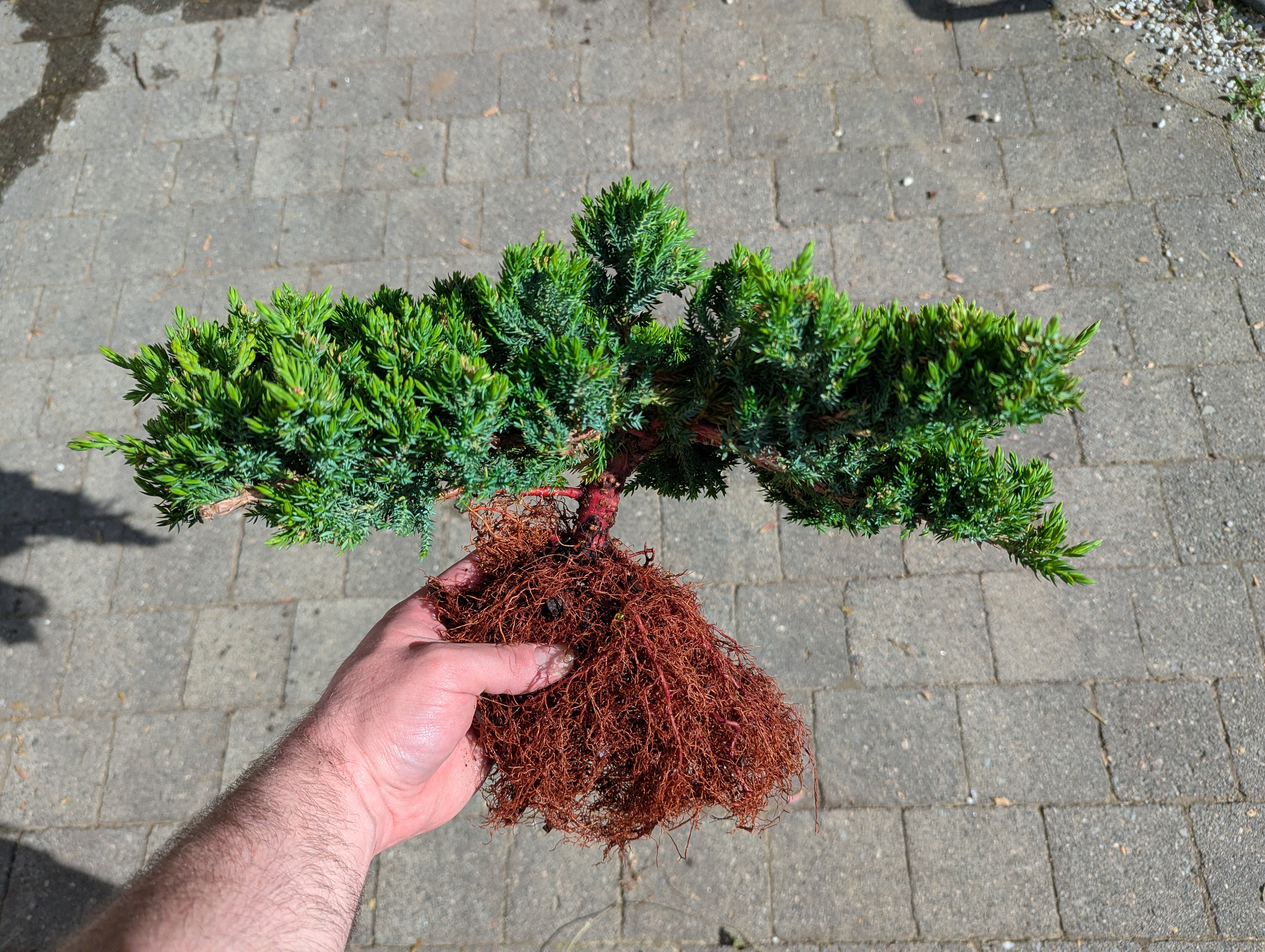 juniper with trimmed roots