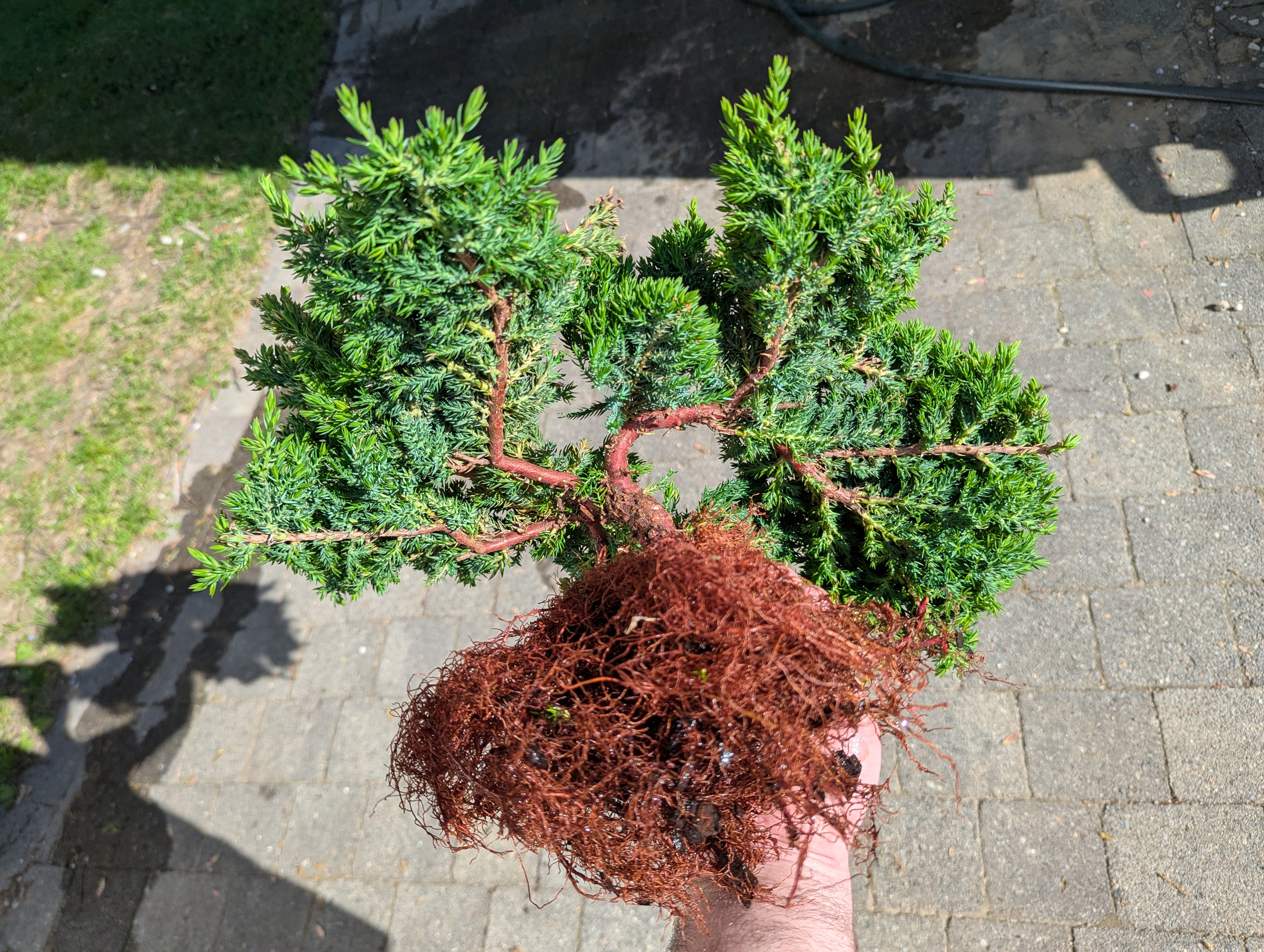 juniper with trimmed roots alternate view