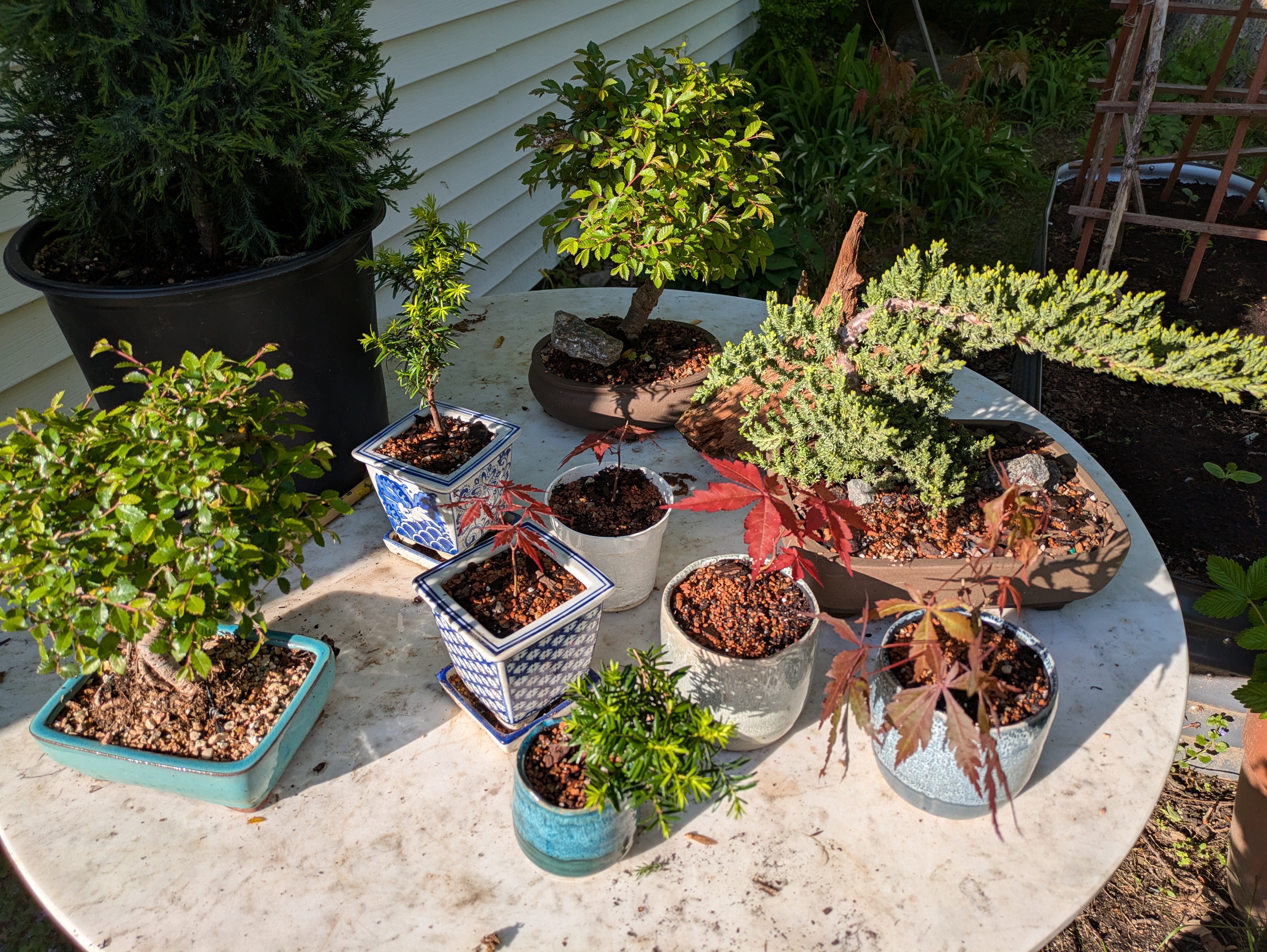 plant collection