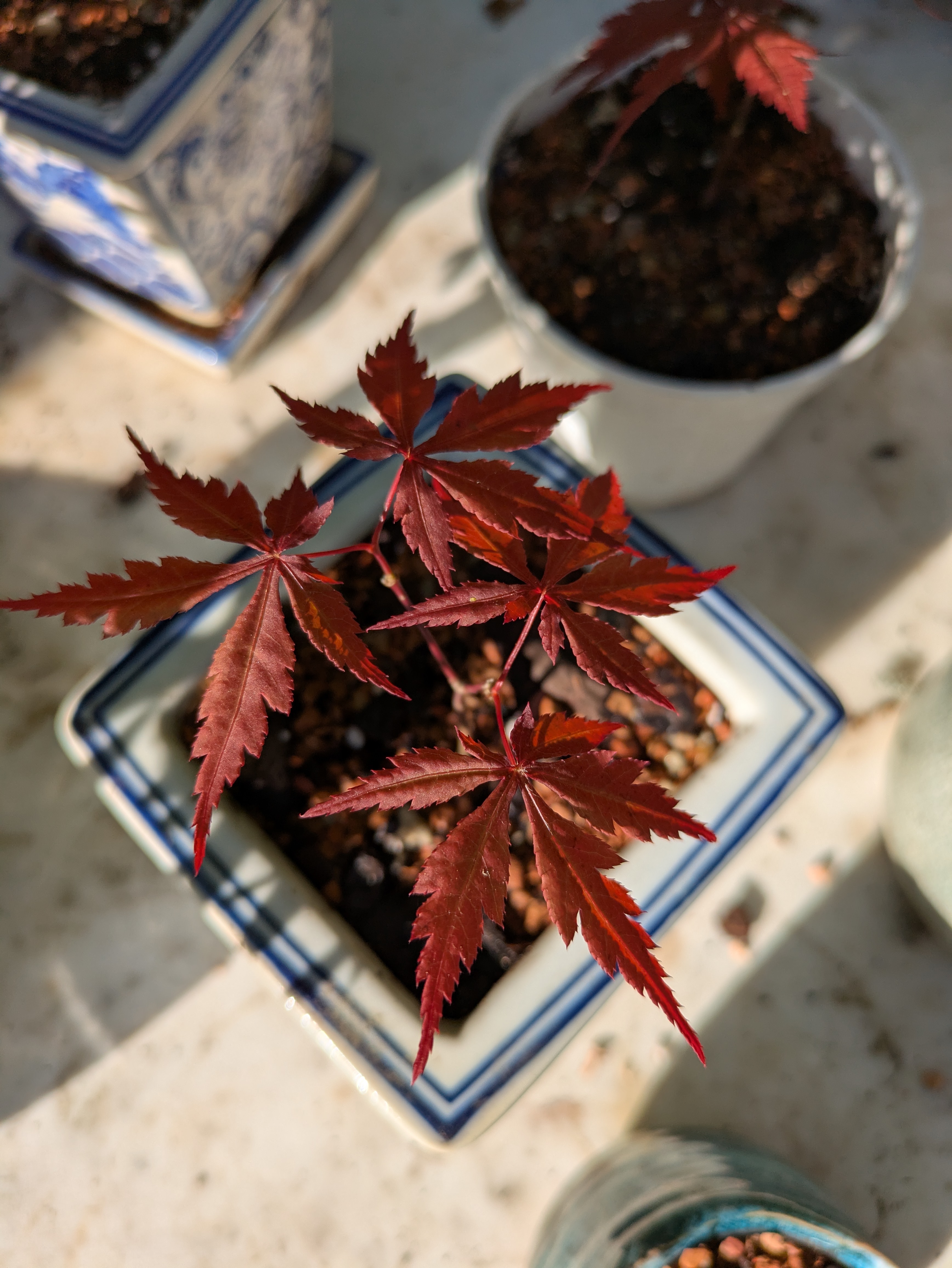 tiny japanese maples
