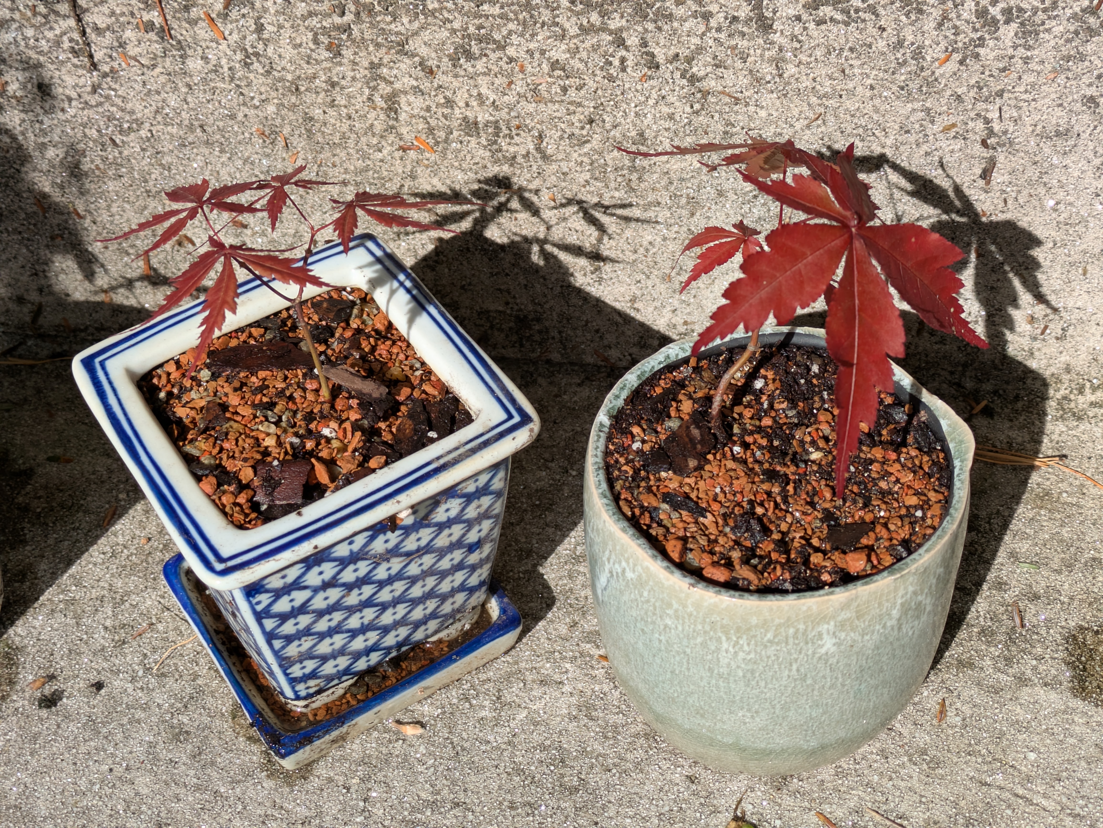 tiny japanese maples