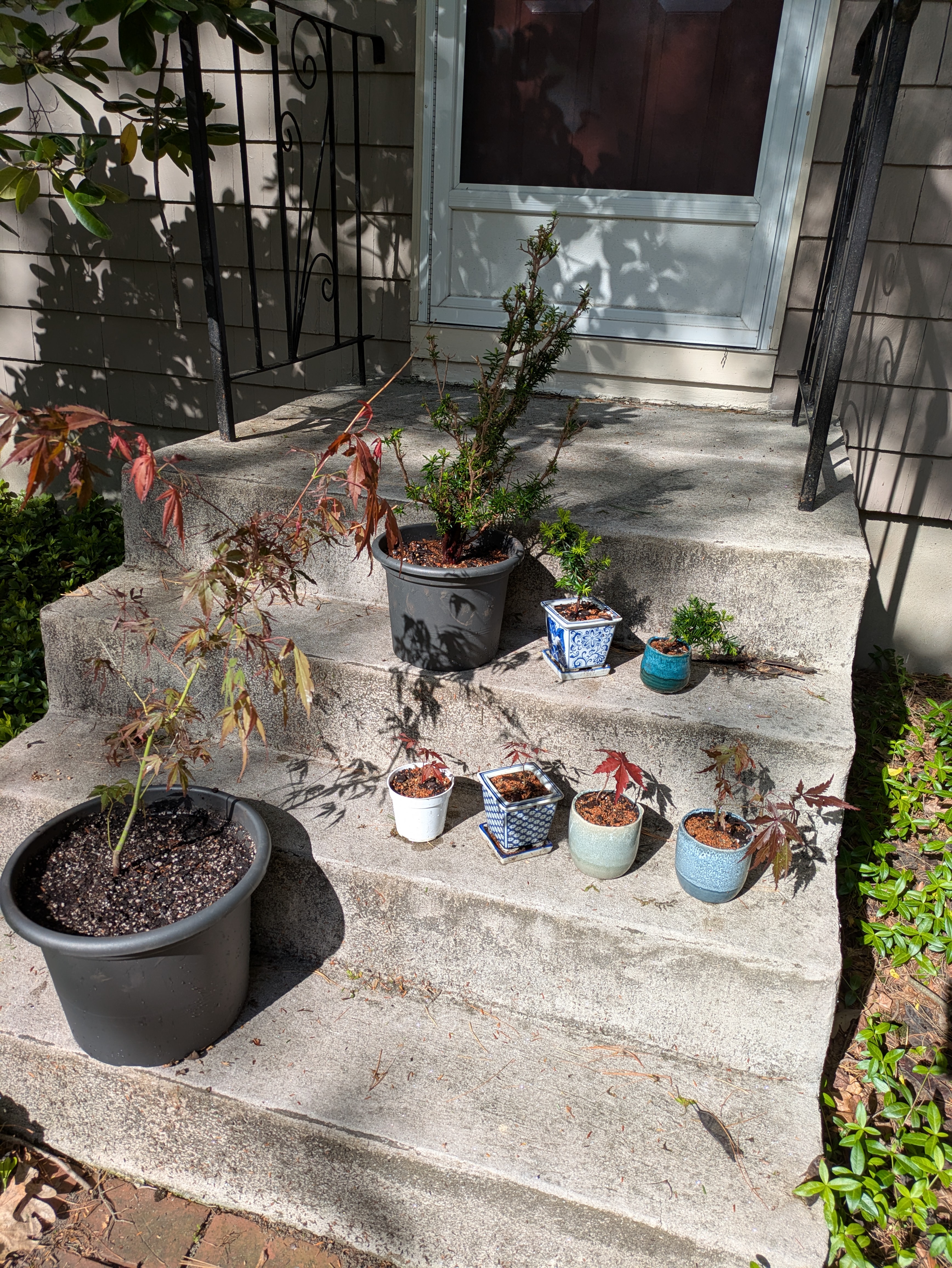 group of plants