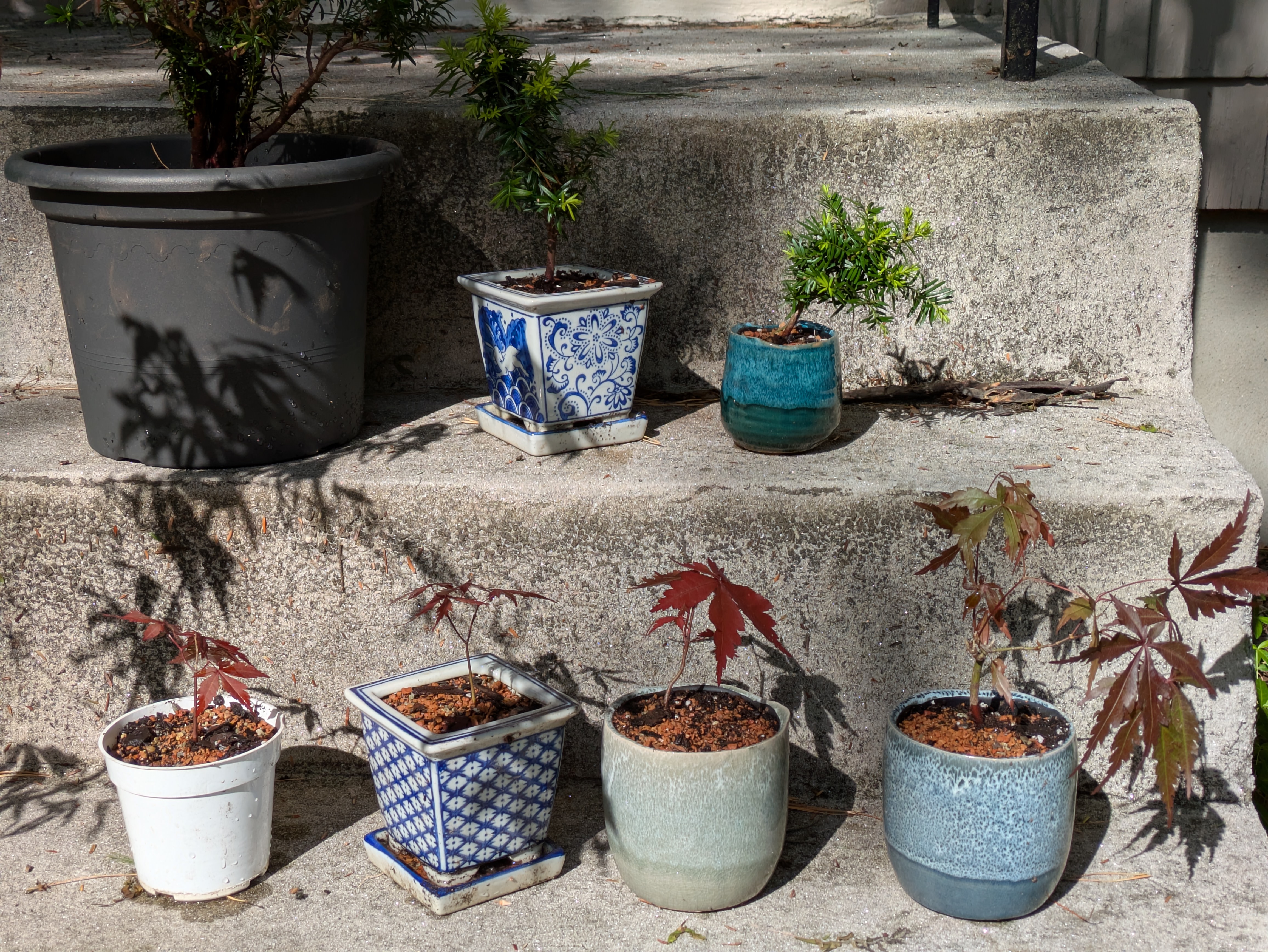 group of plants