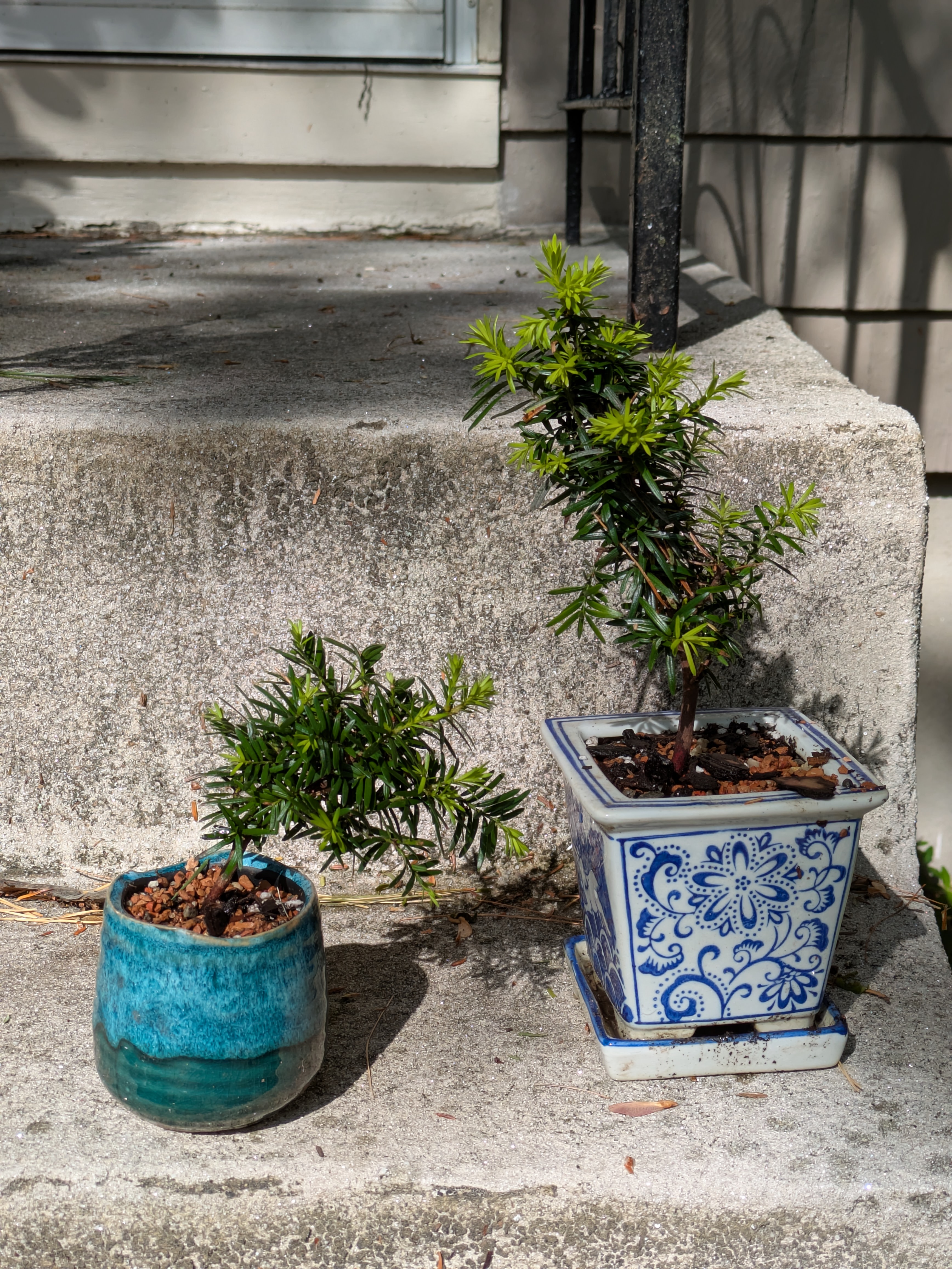 tiny japanese maples