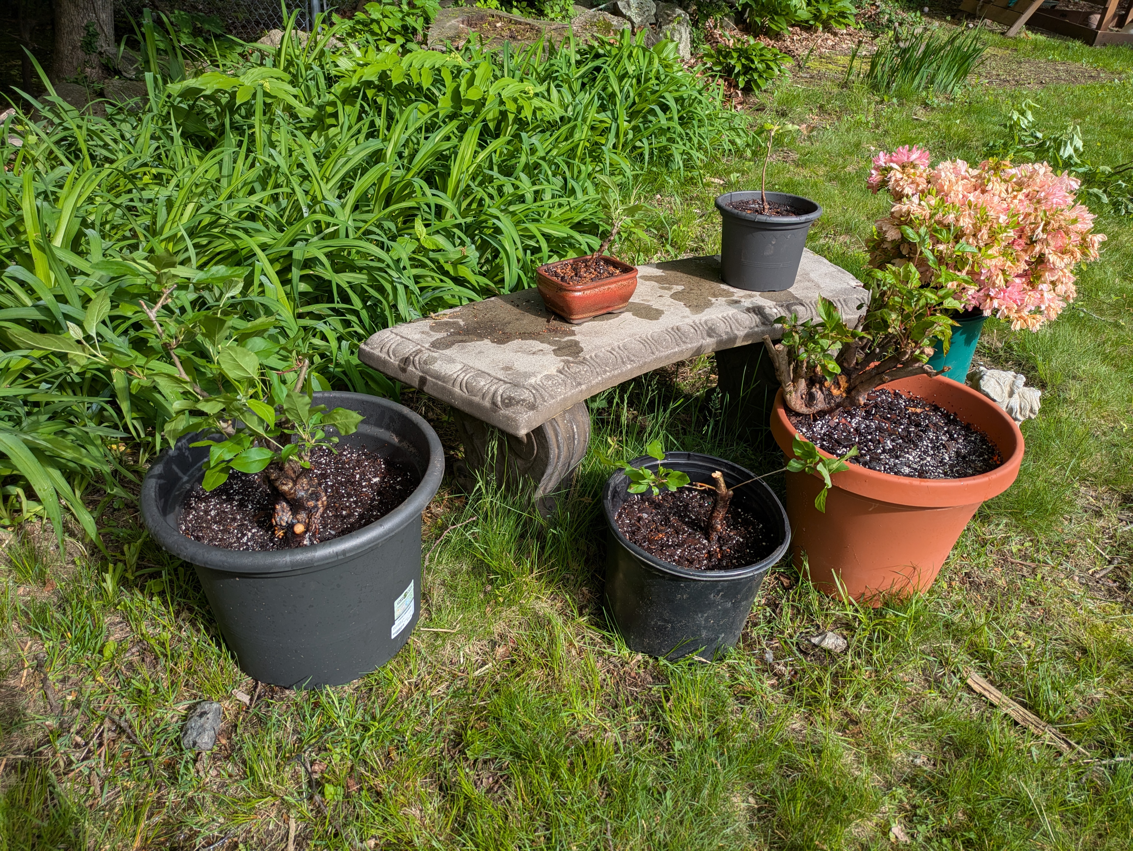 crabapples in pots