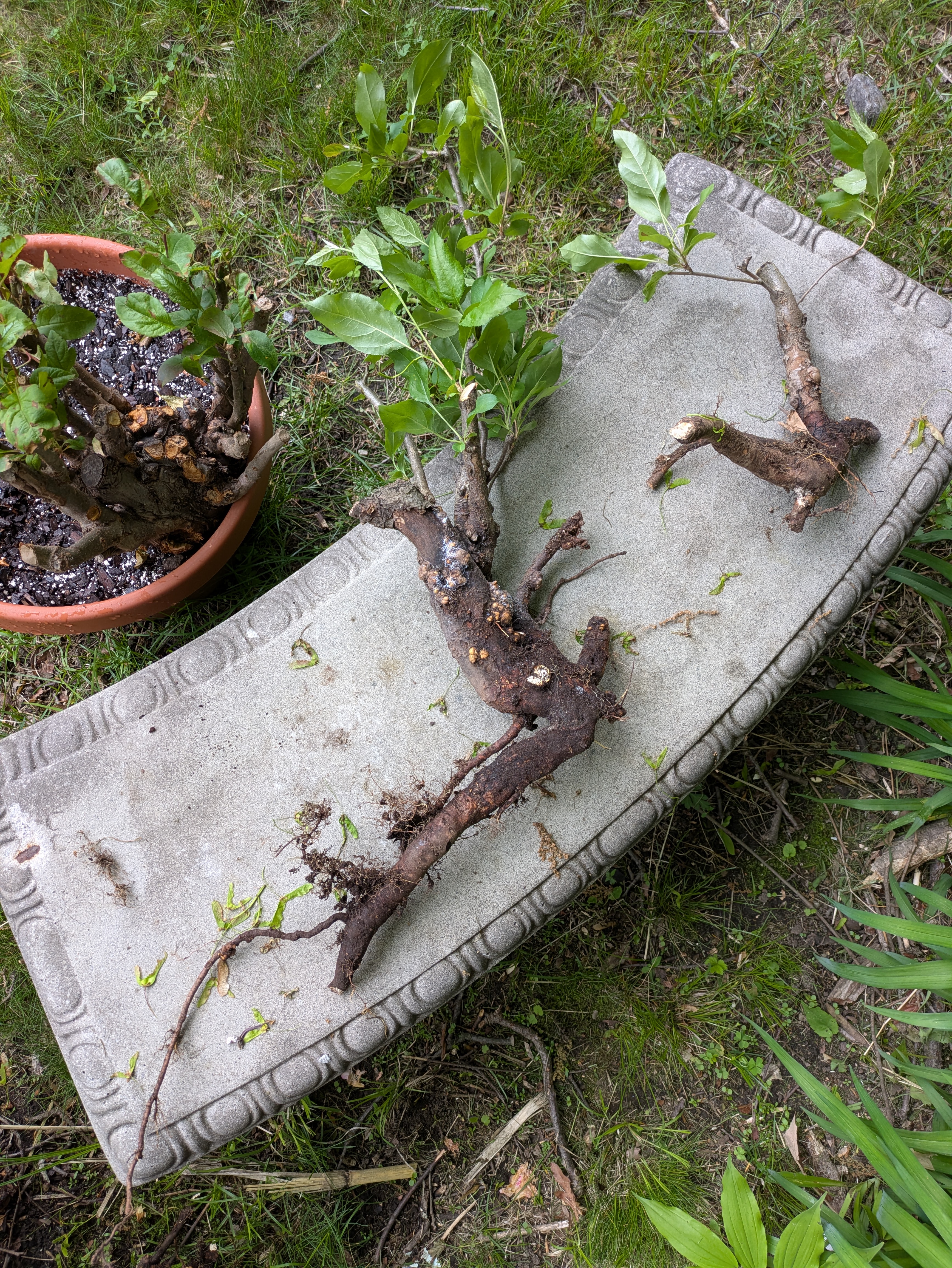 crabapples with roots