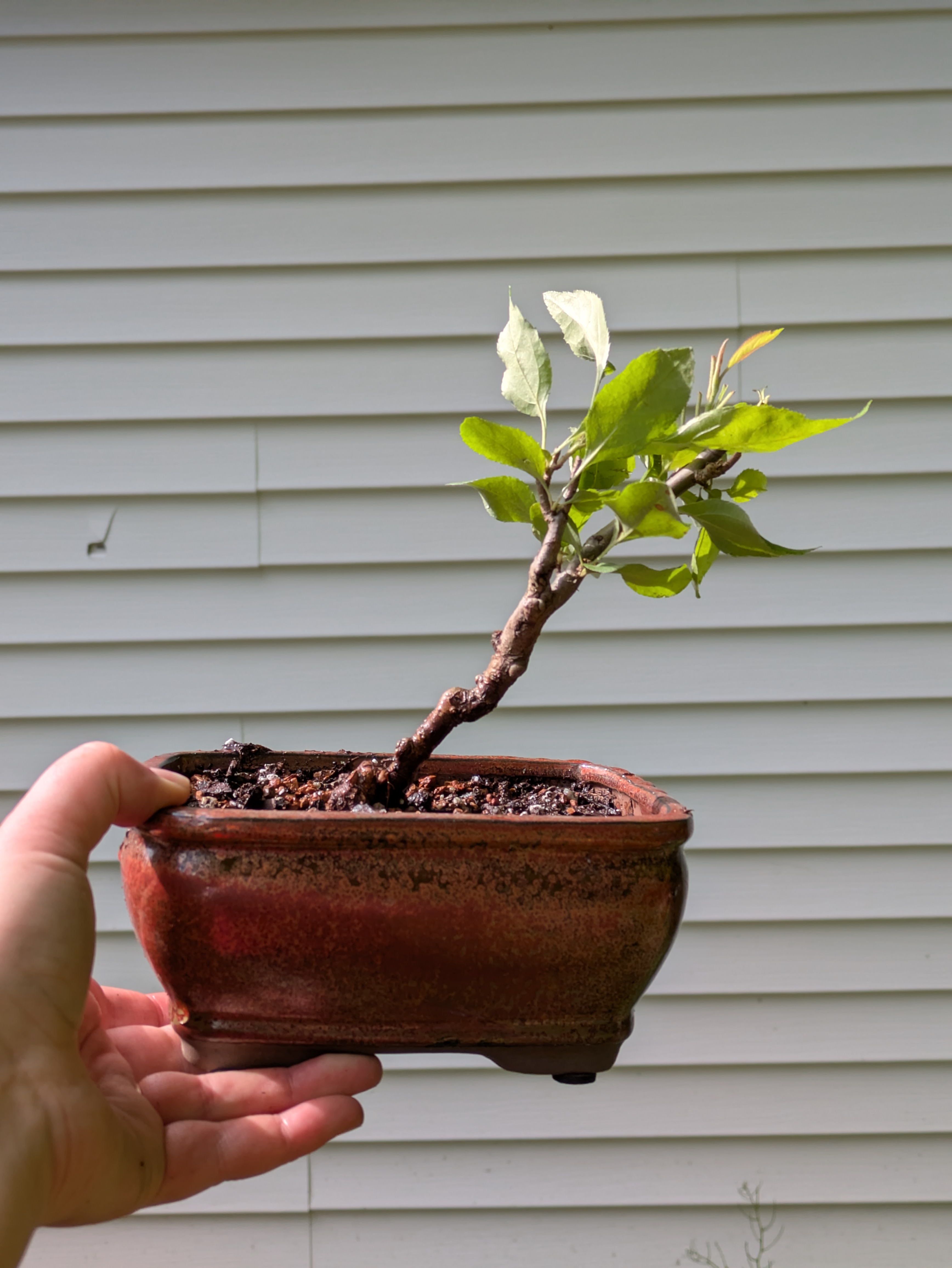 crabapple 1