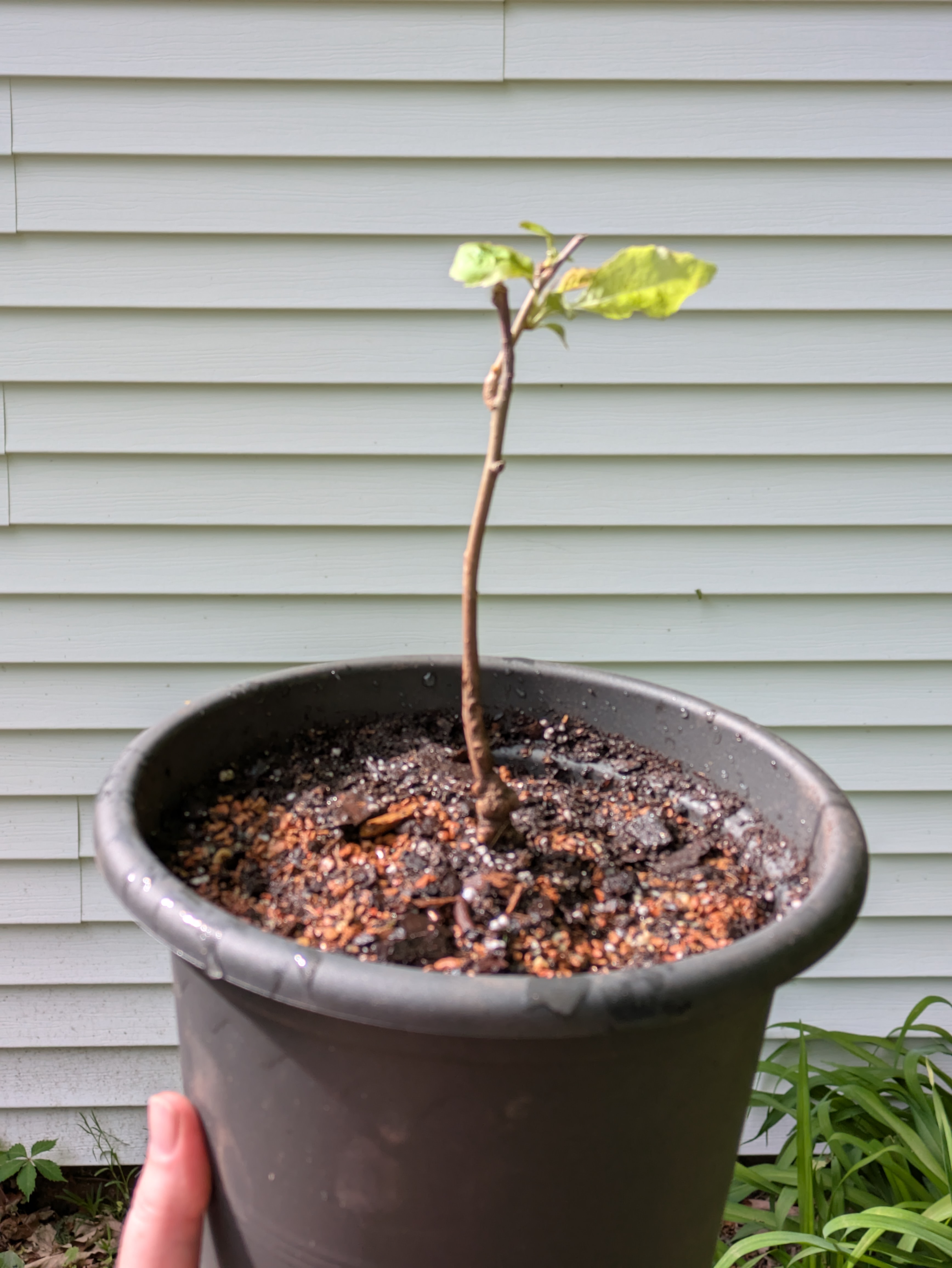 crabapple 2