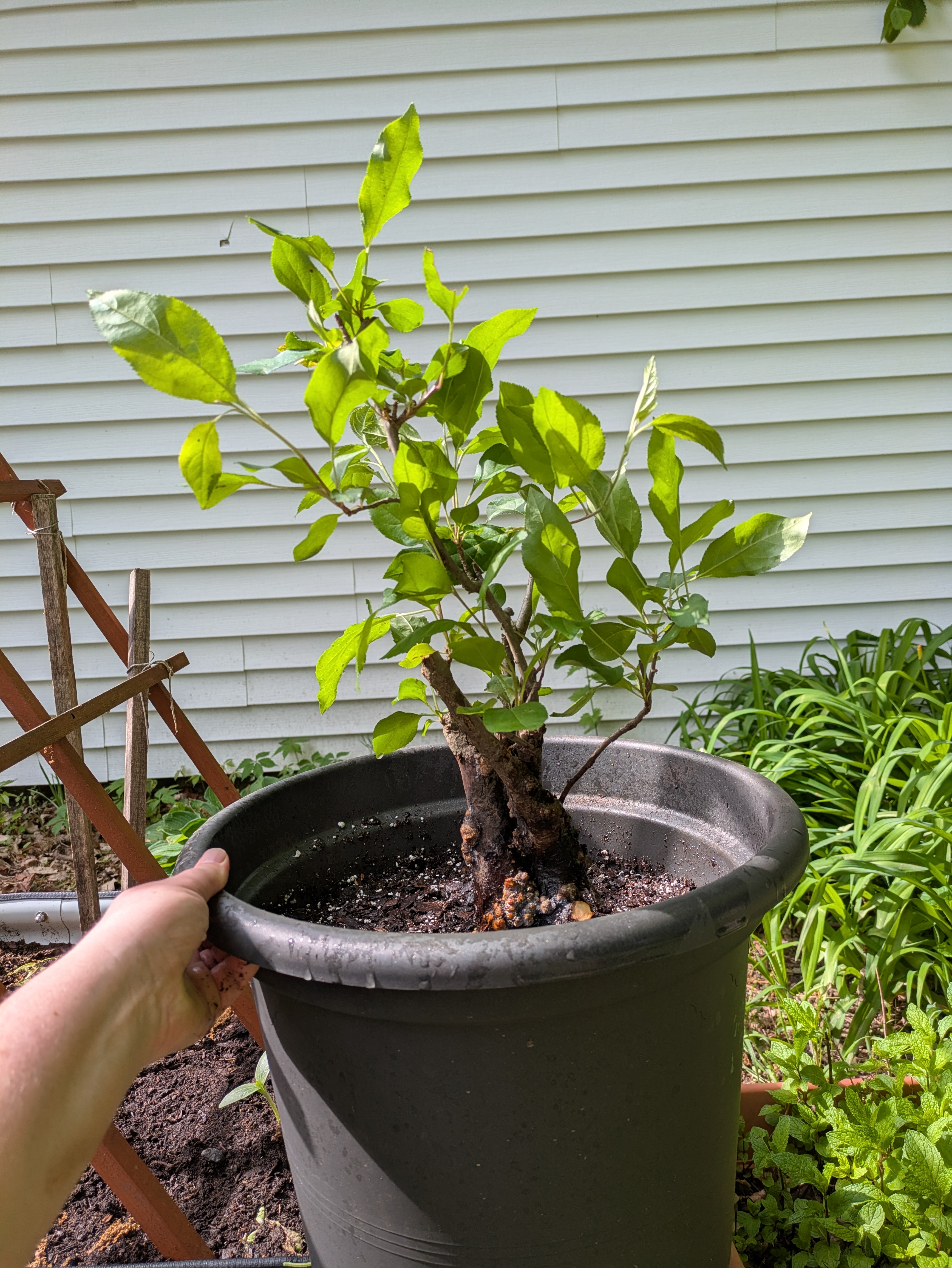 crabapple 4