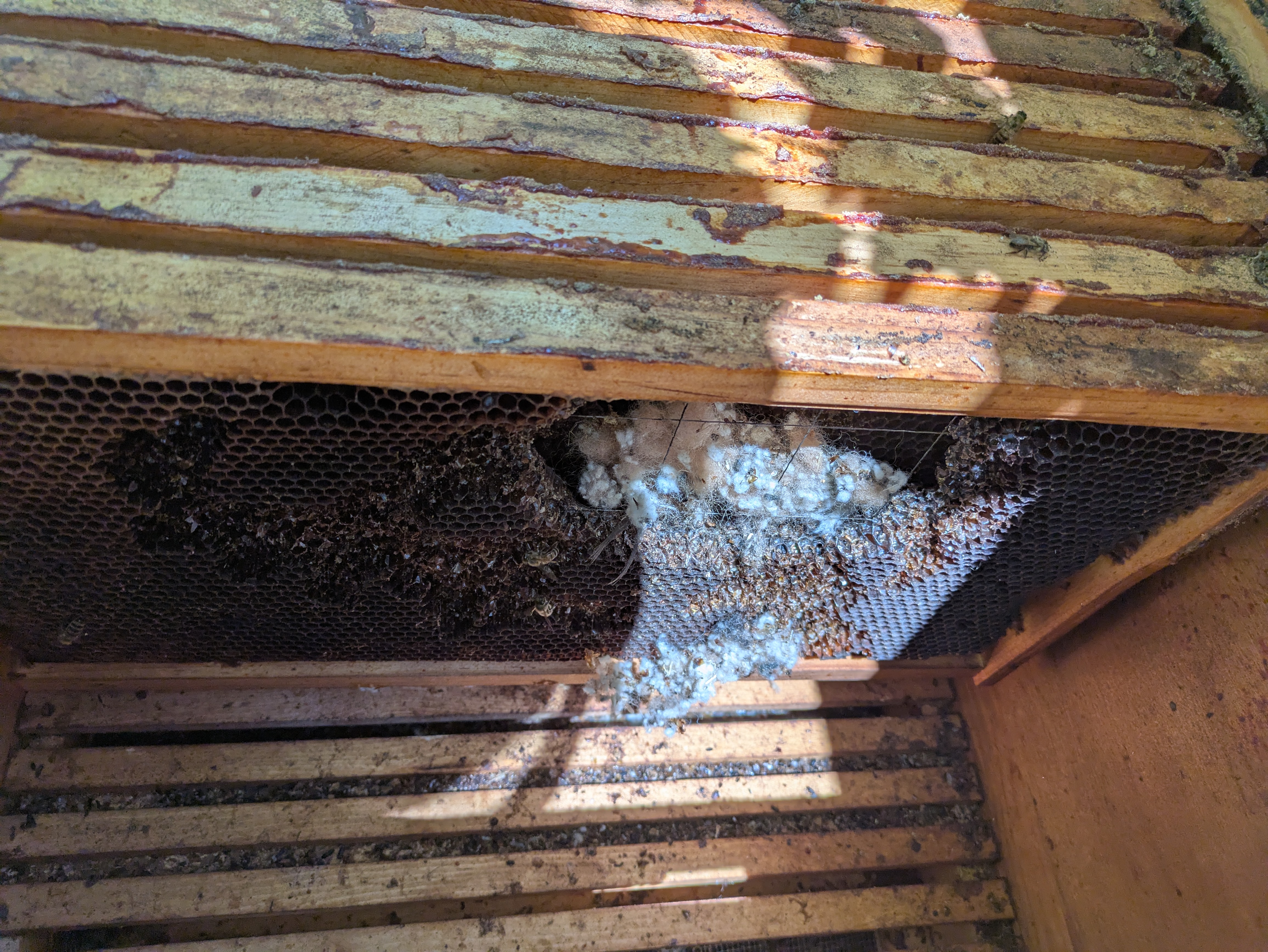 mouse nest in hive