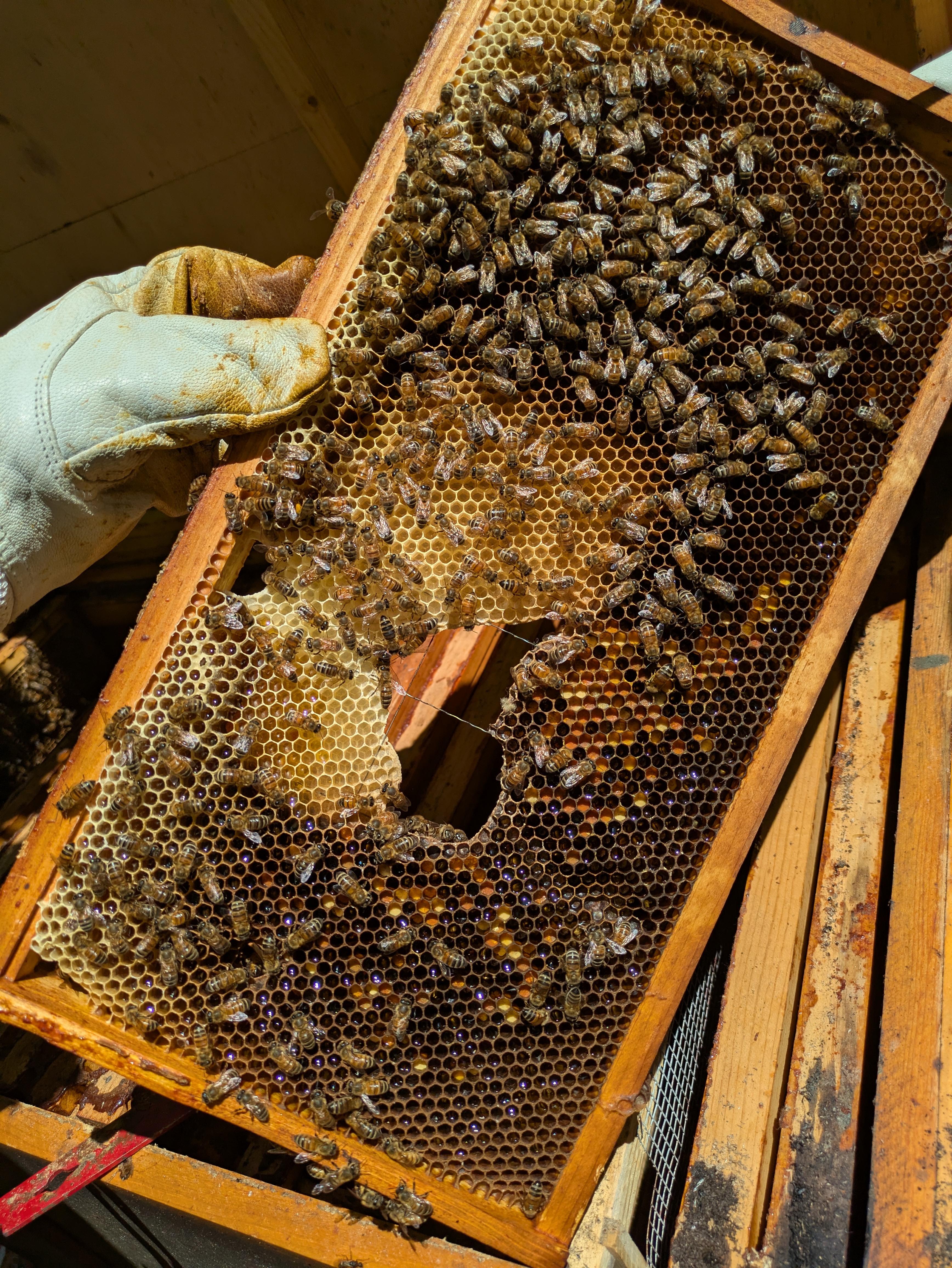 nectar and pollen