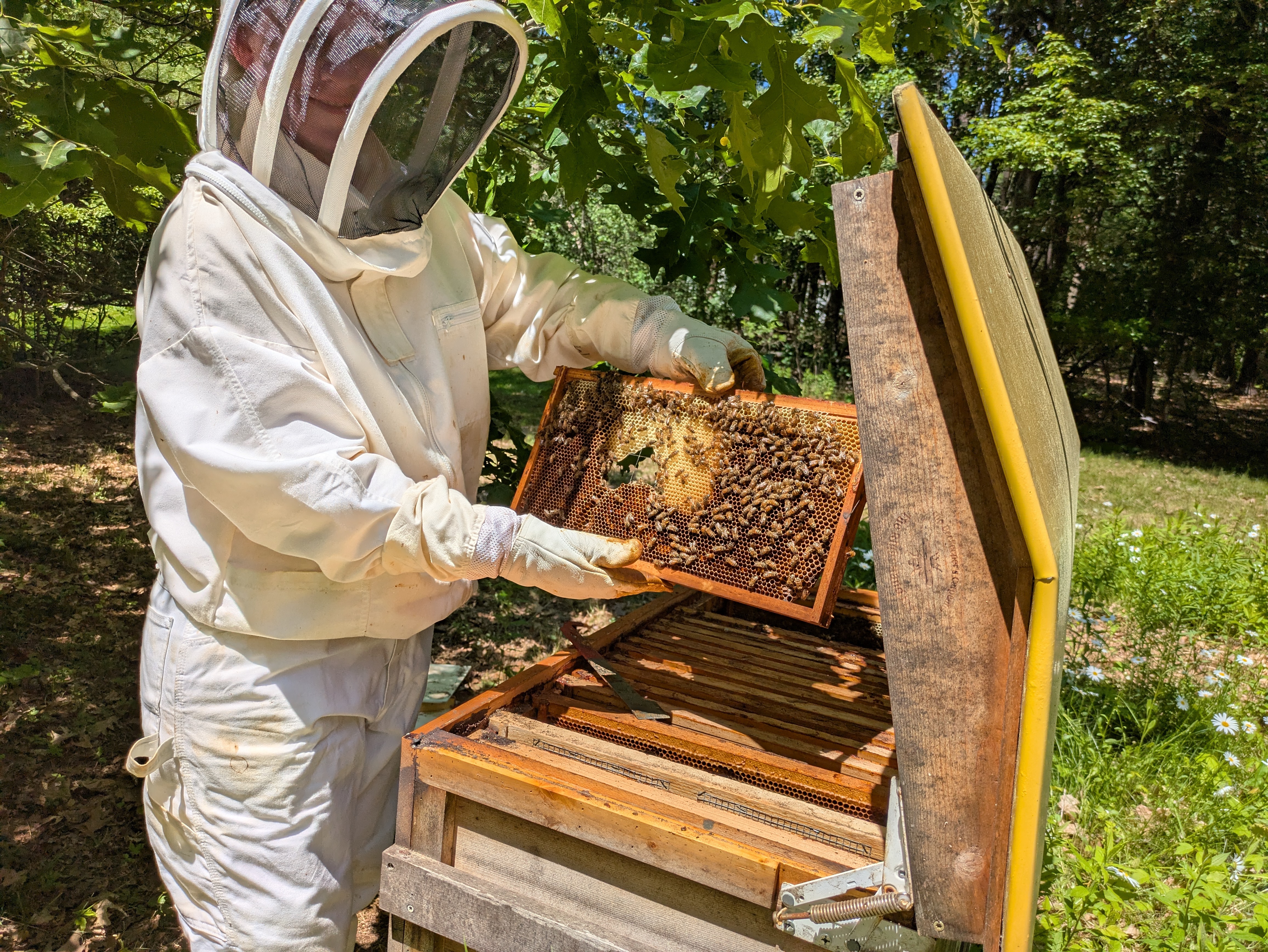 hive inspection