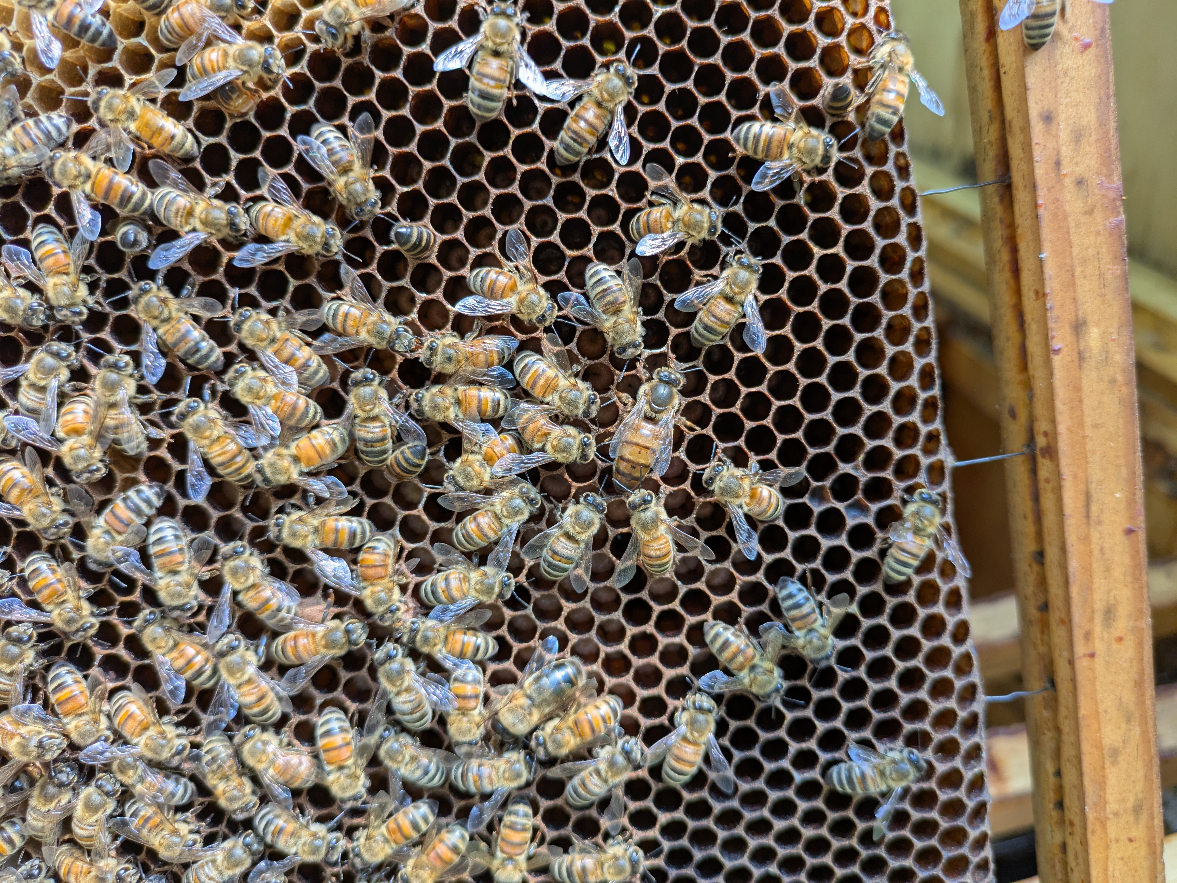 Queen bee