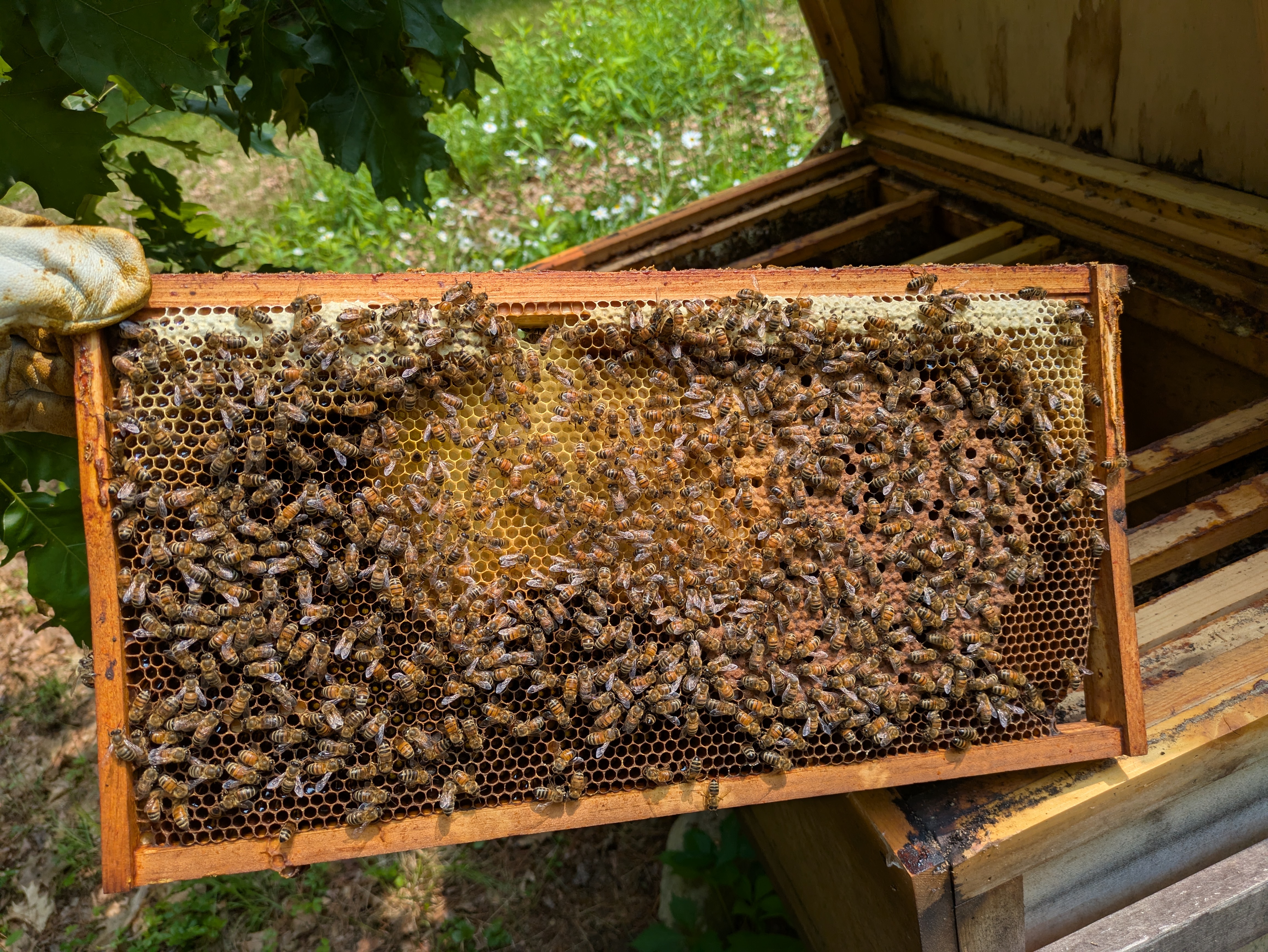 bee frame
